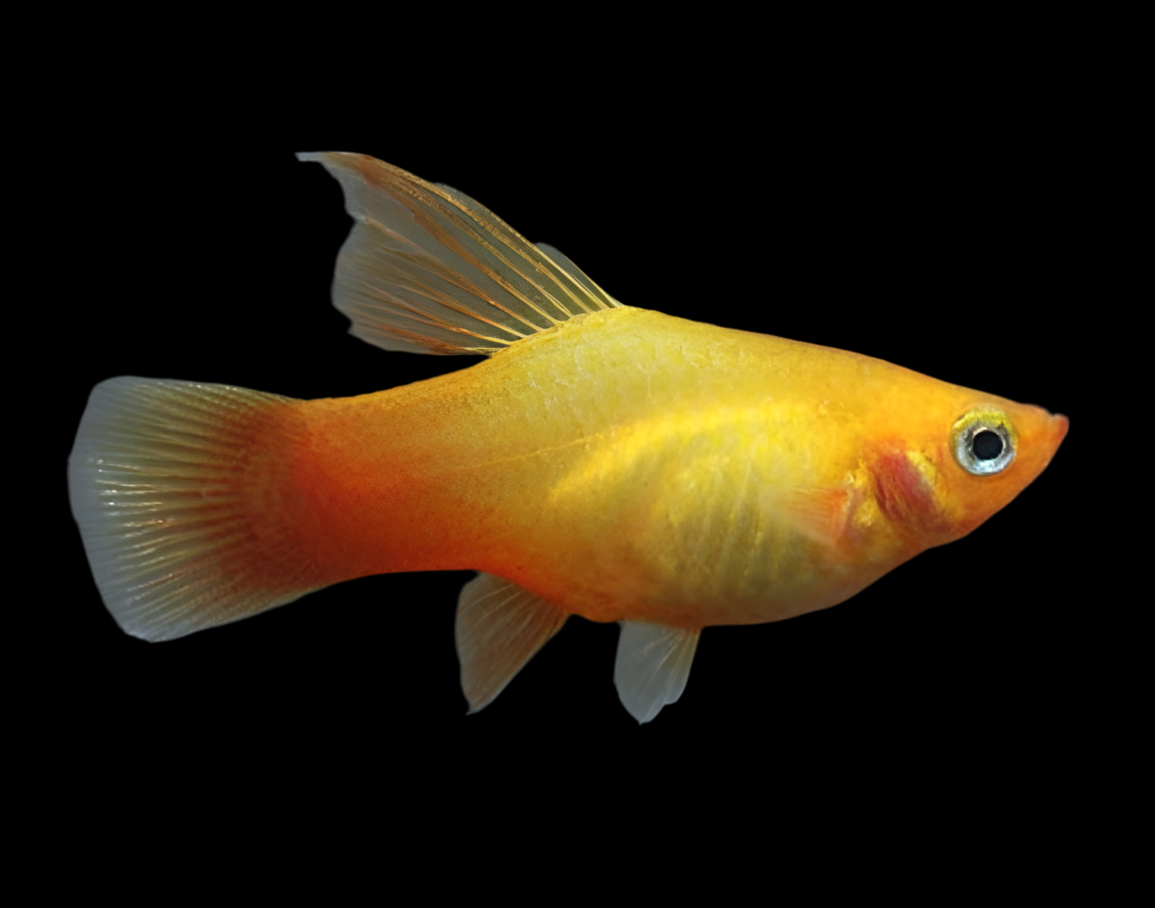 Hi-Fin Orange Platy