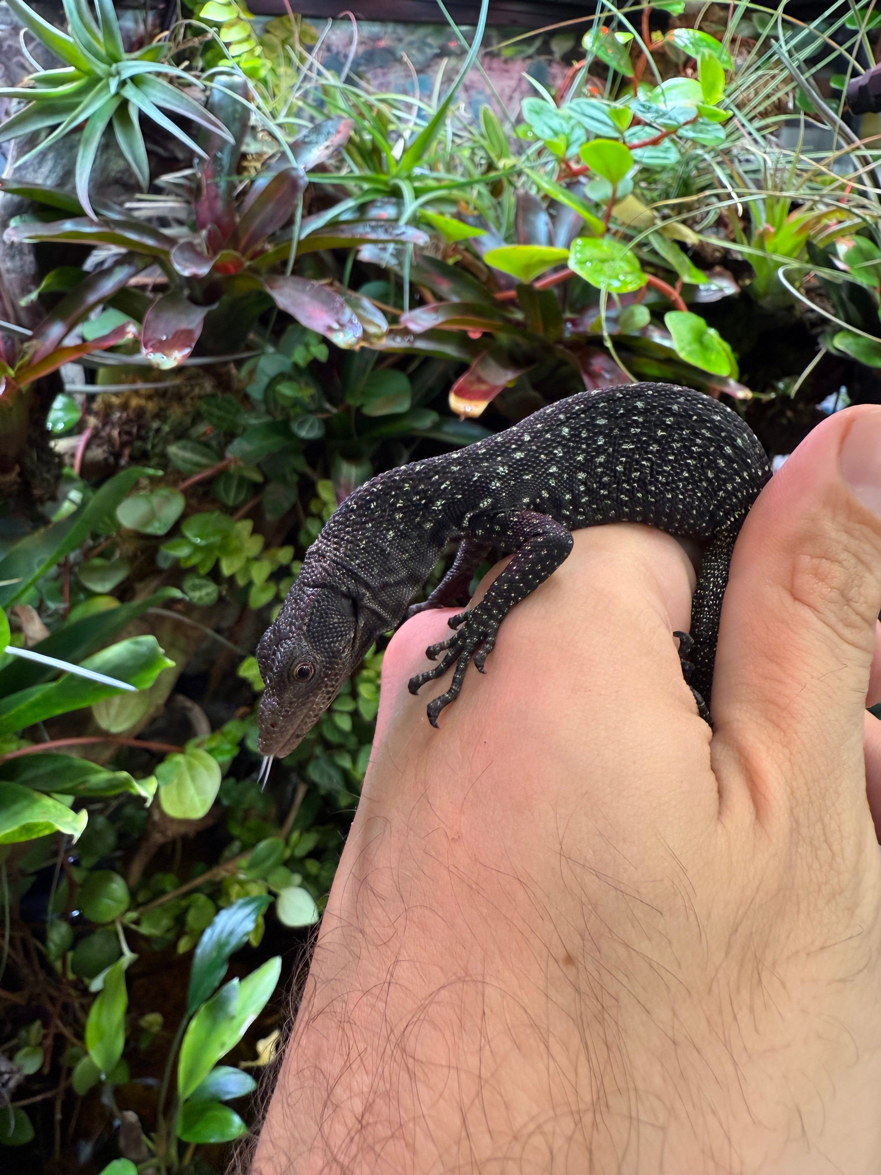 Varan noir (Varanus beccarii)