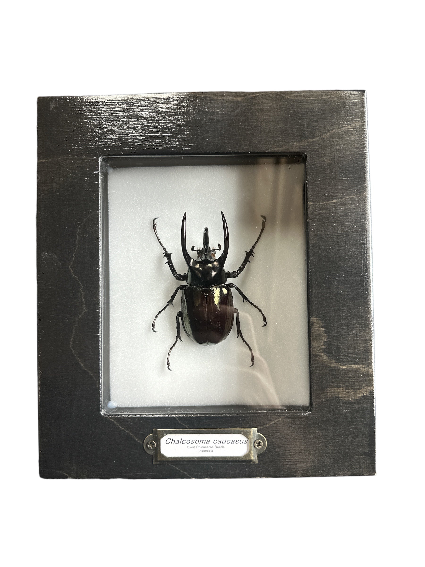 Giant Rhino Beetle (Chalcosoma caucasus) - 4x5" Frame