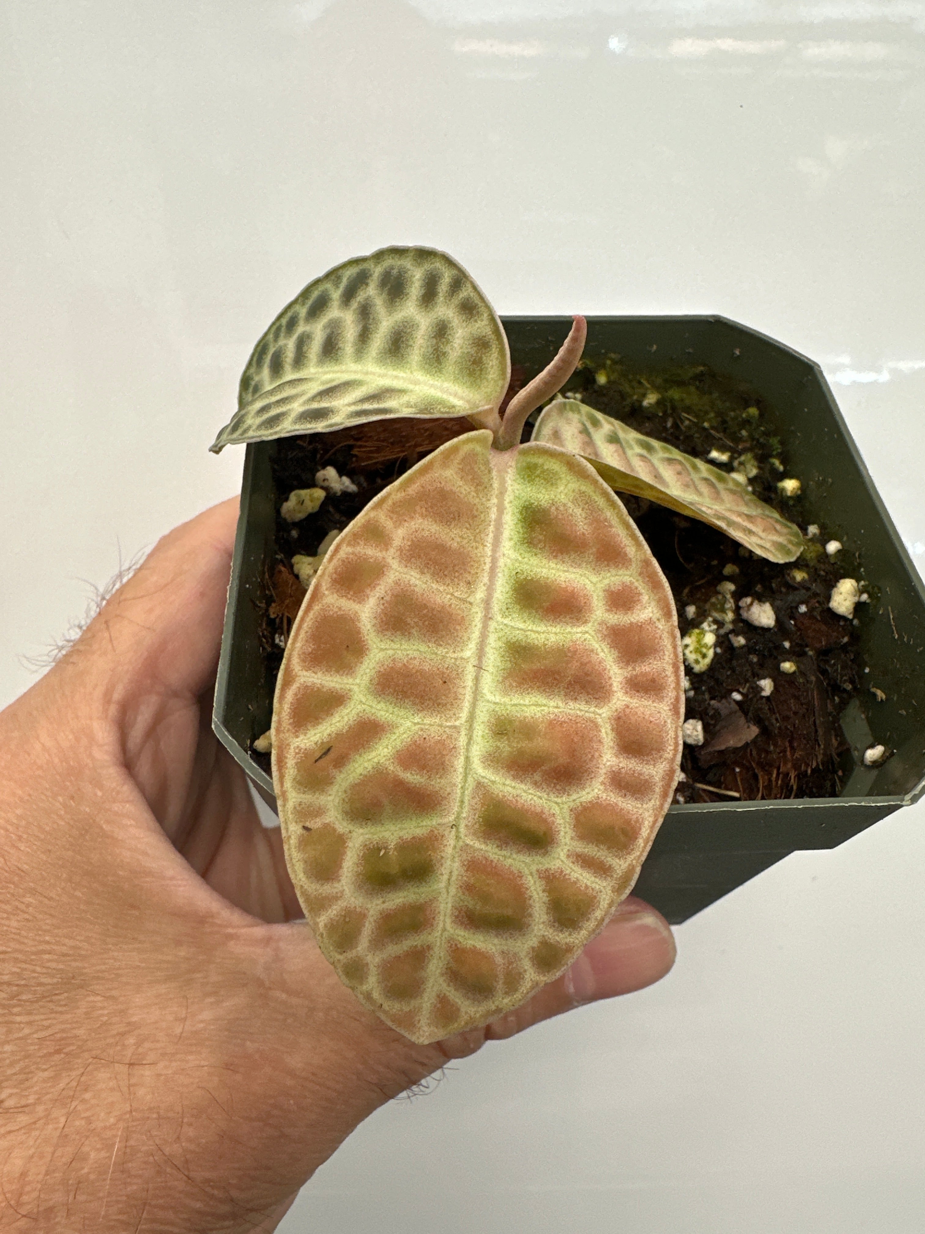 Dos de tortue Labisia