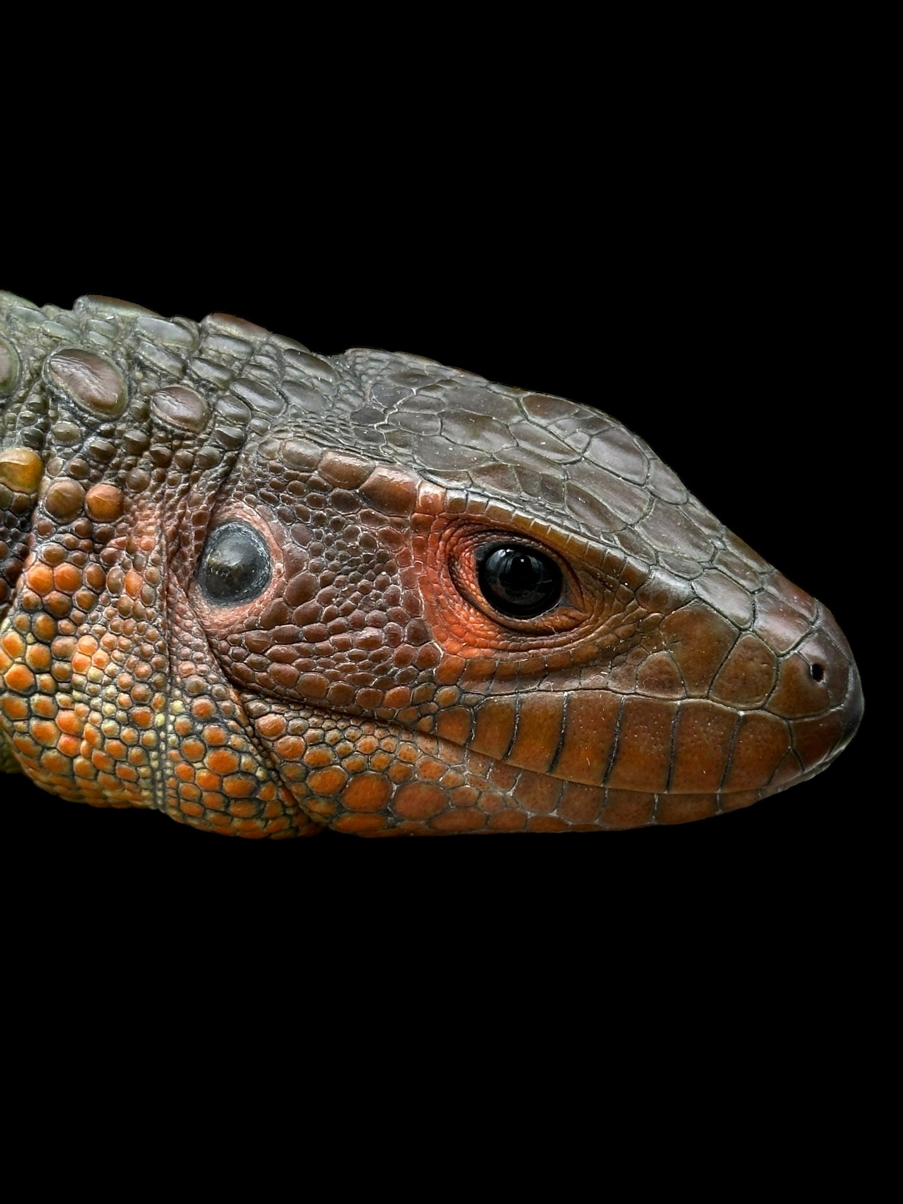 Online hotsell reptile shop