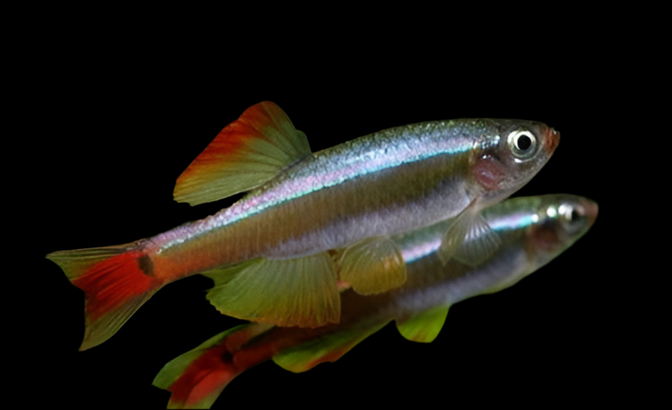 White Cloud Minnows