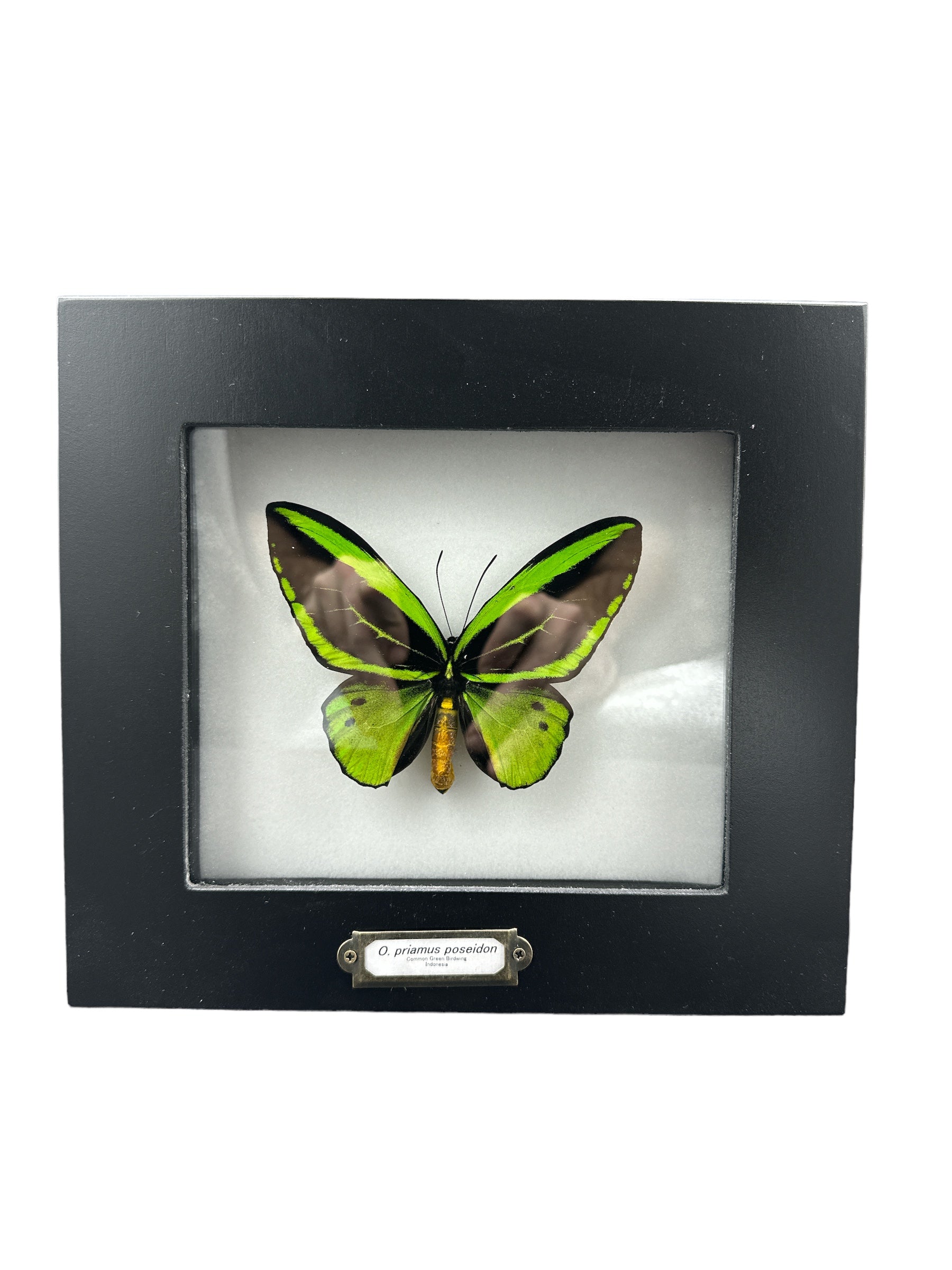 Common Green Birdwing Butterfly - Male (Ornithoptera priamus poseidon) - 5x6" Frame