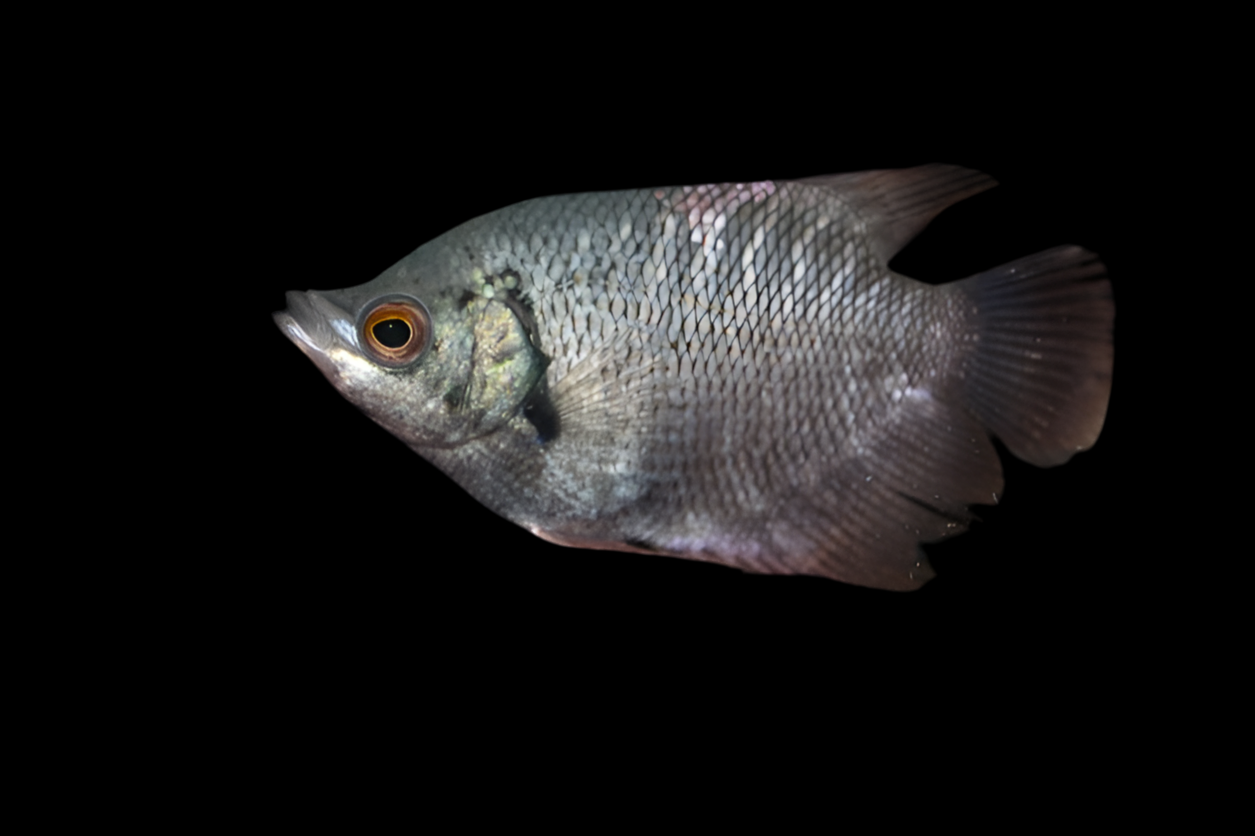 Giant Gourami