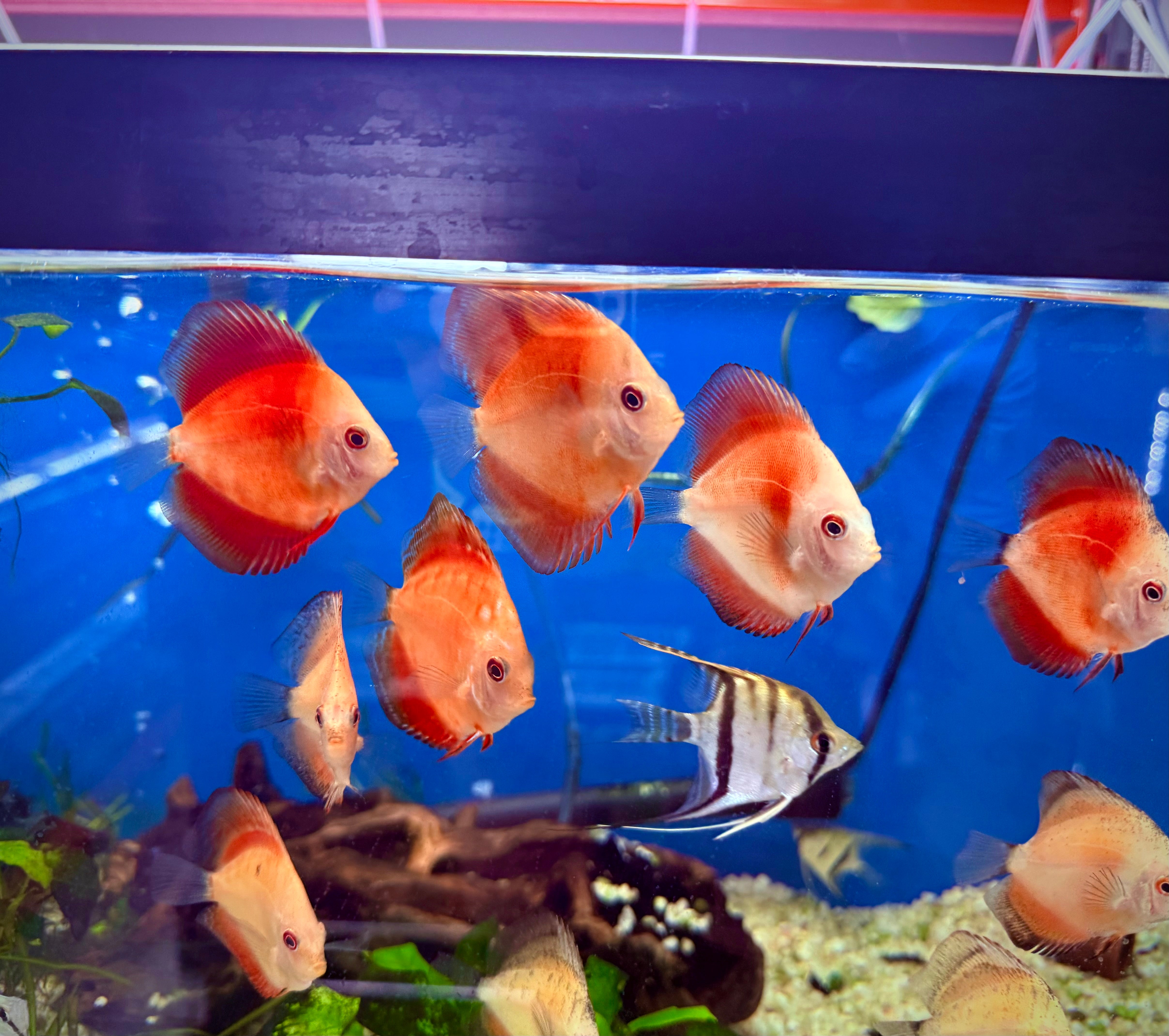 Red Discus (No Live Shipping Arrival Guarantee)