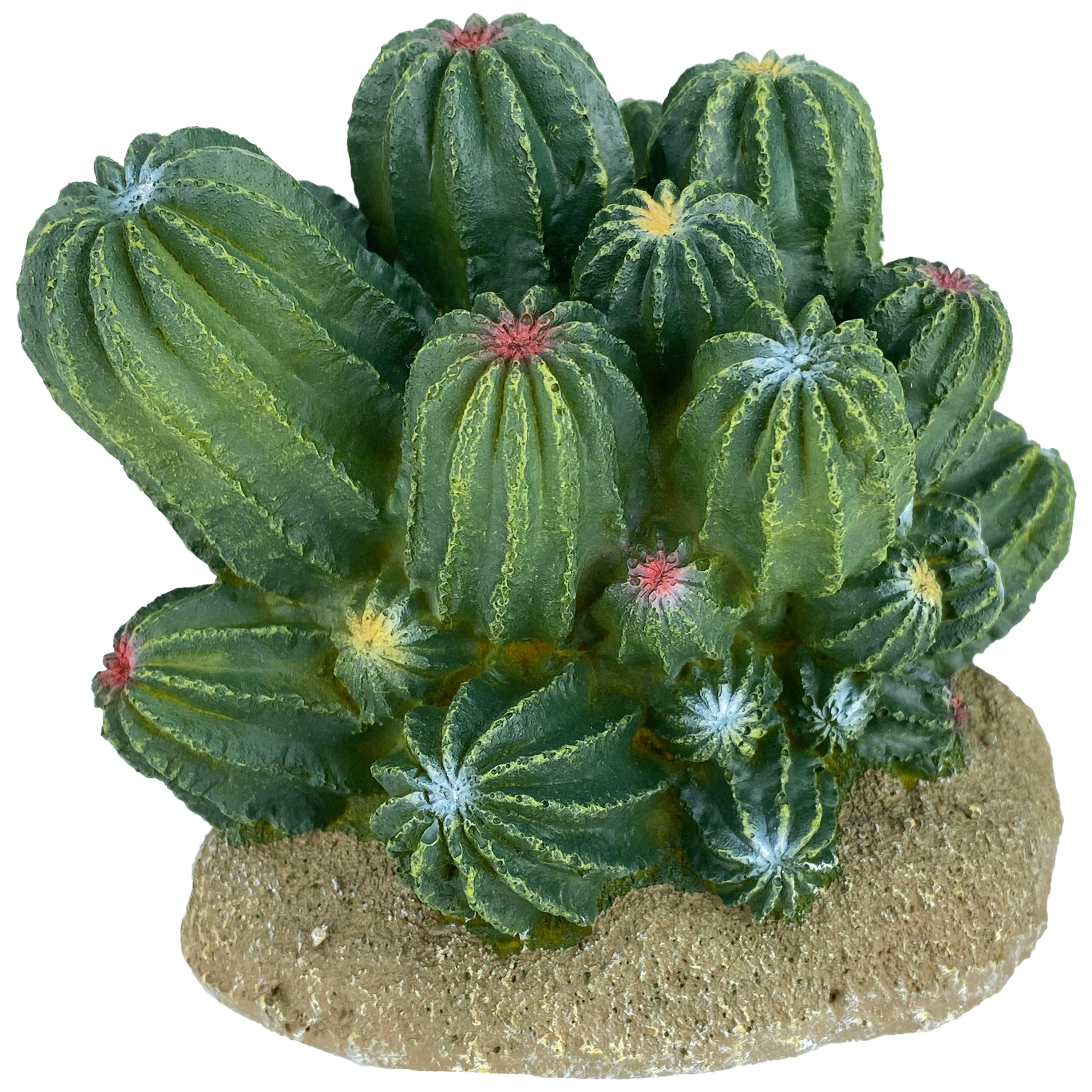 Komodo Barrel Cactus 4"