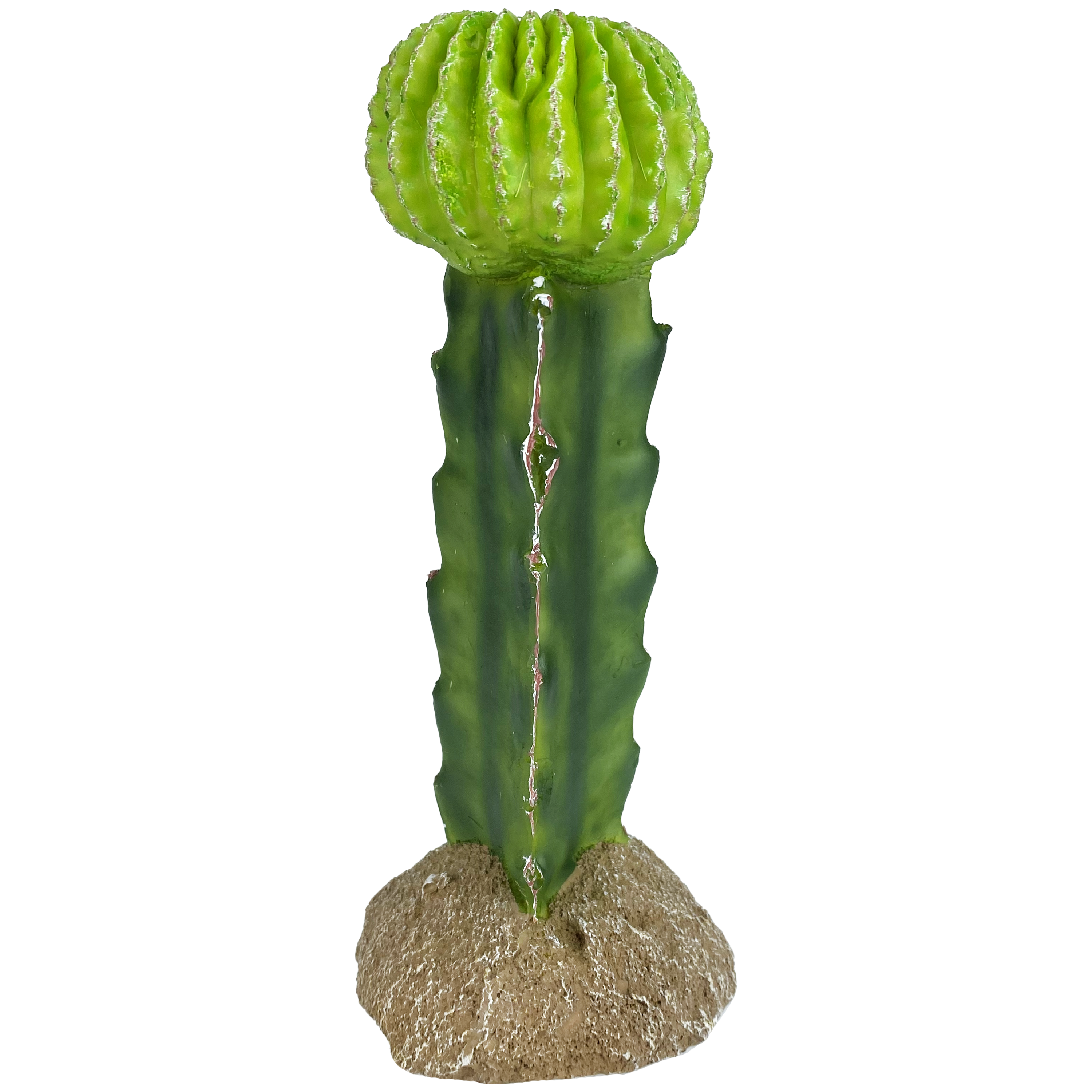 Komodo Moon Cactus 7"