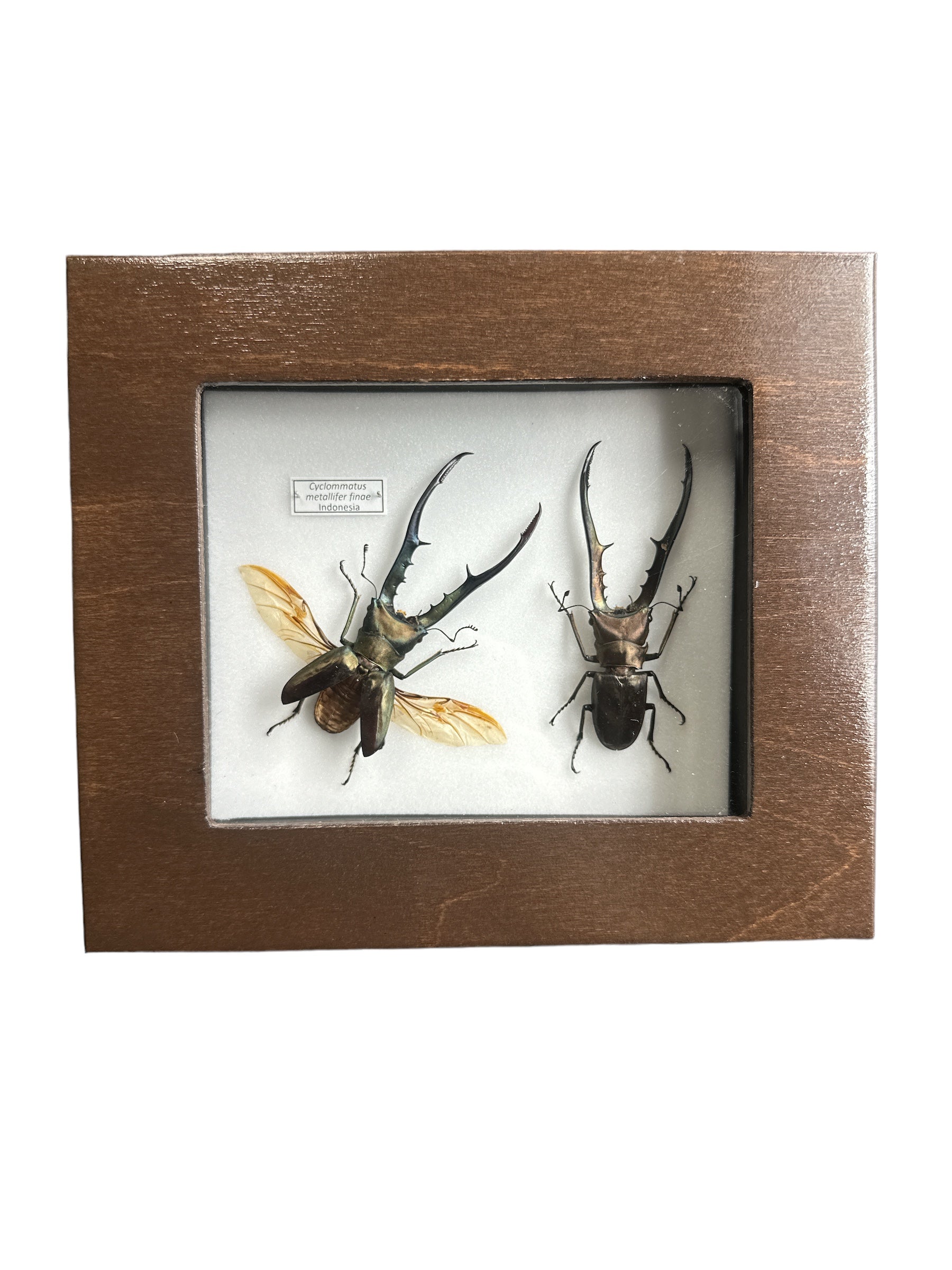 Metallic Stag Beetle x2 (Cyclomnatus metallifer finae) - 4x5" Frame