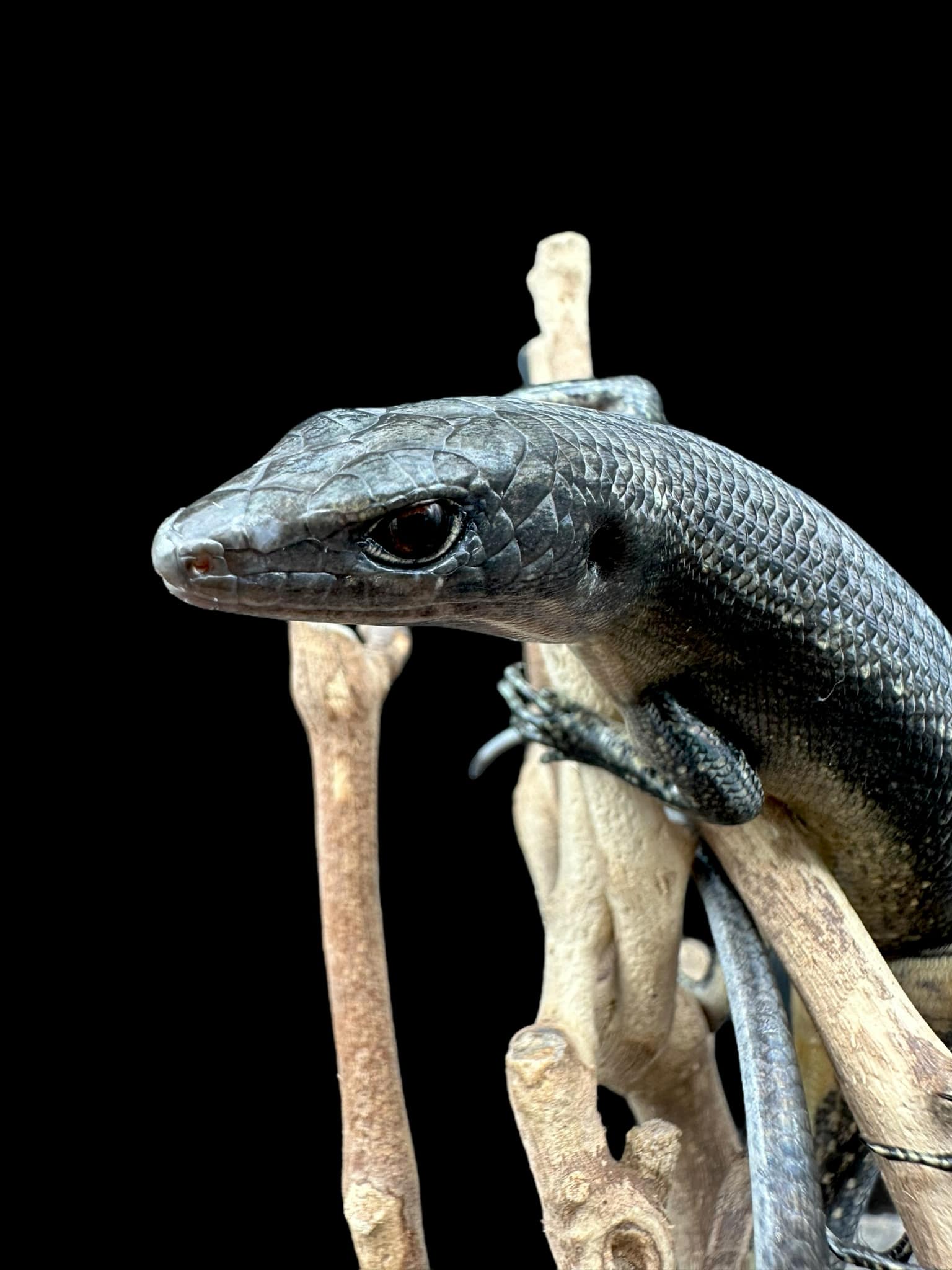 Black Tree Skink