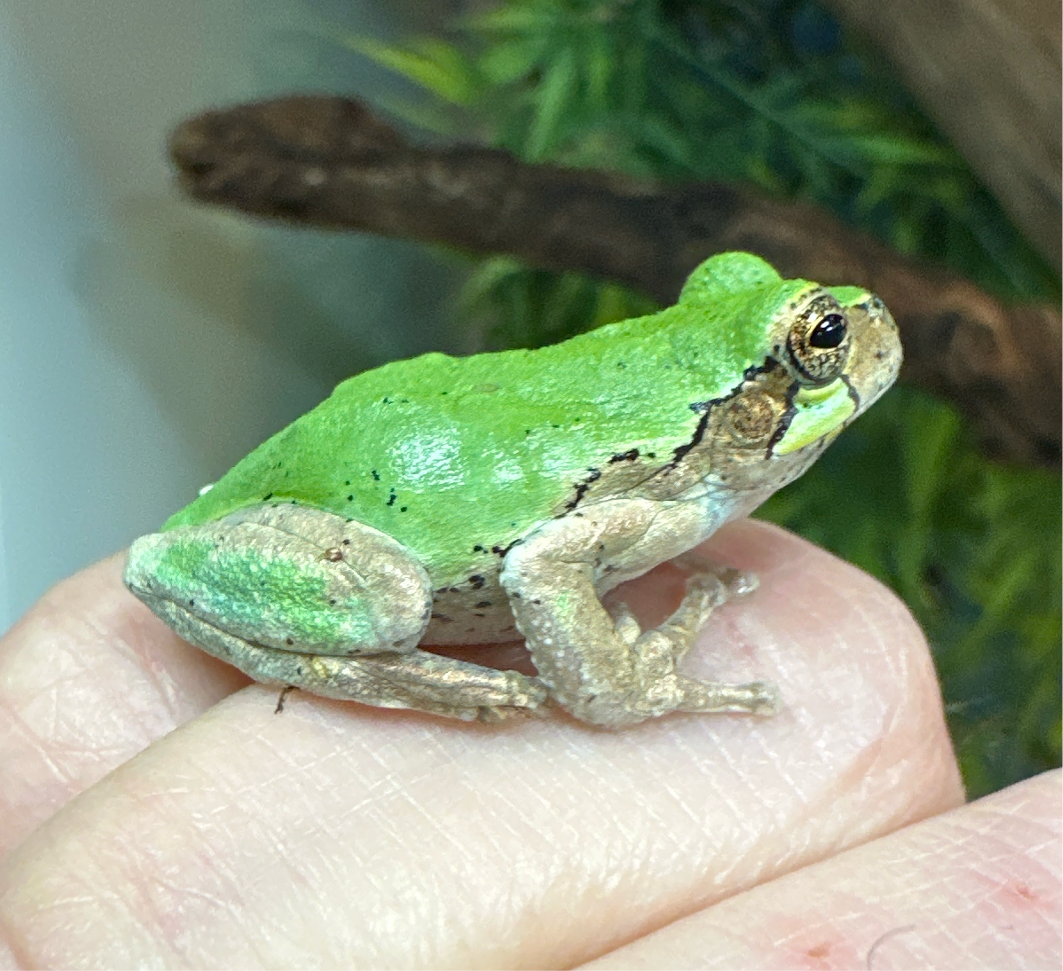 Bird Voice Treefrog