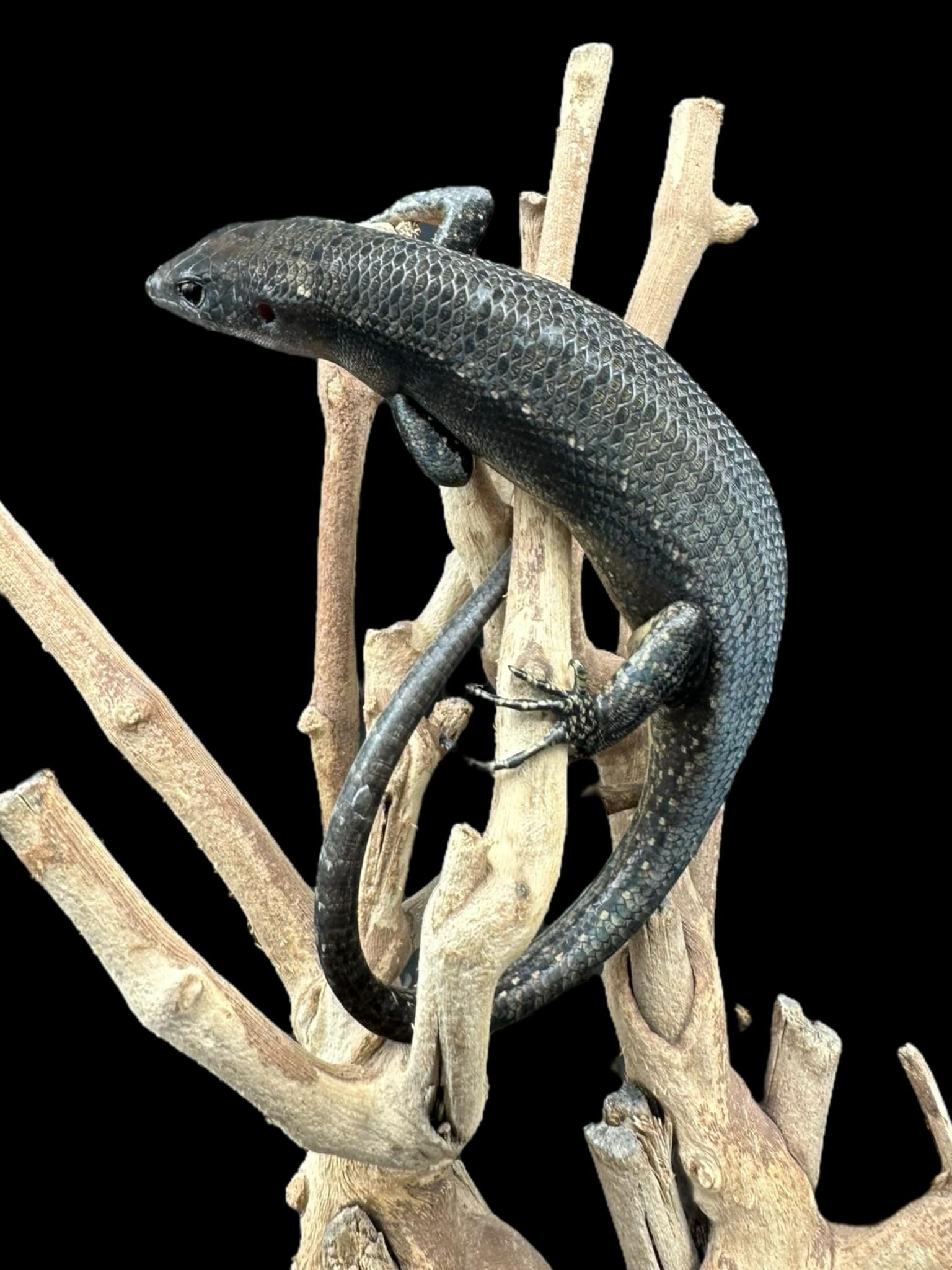 Black Tree Skink