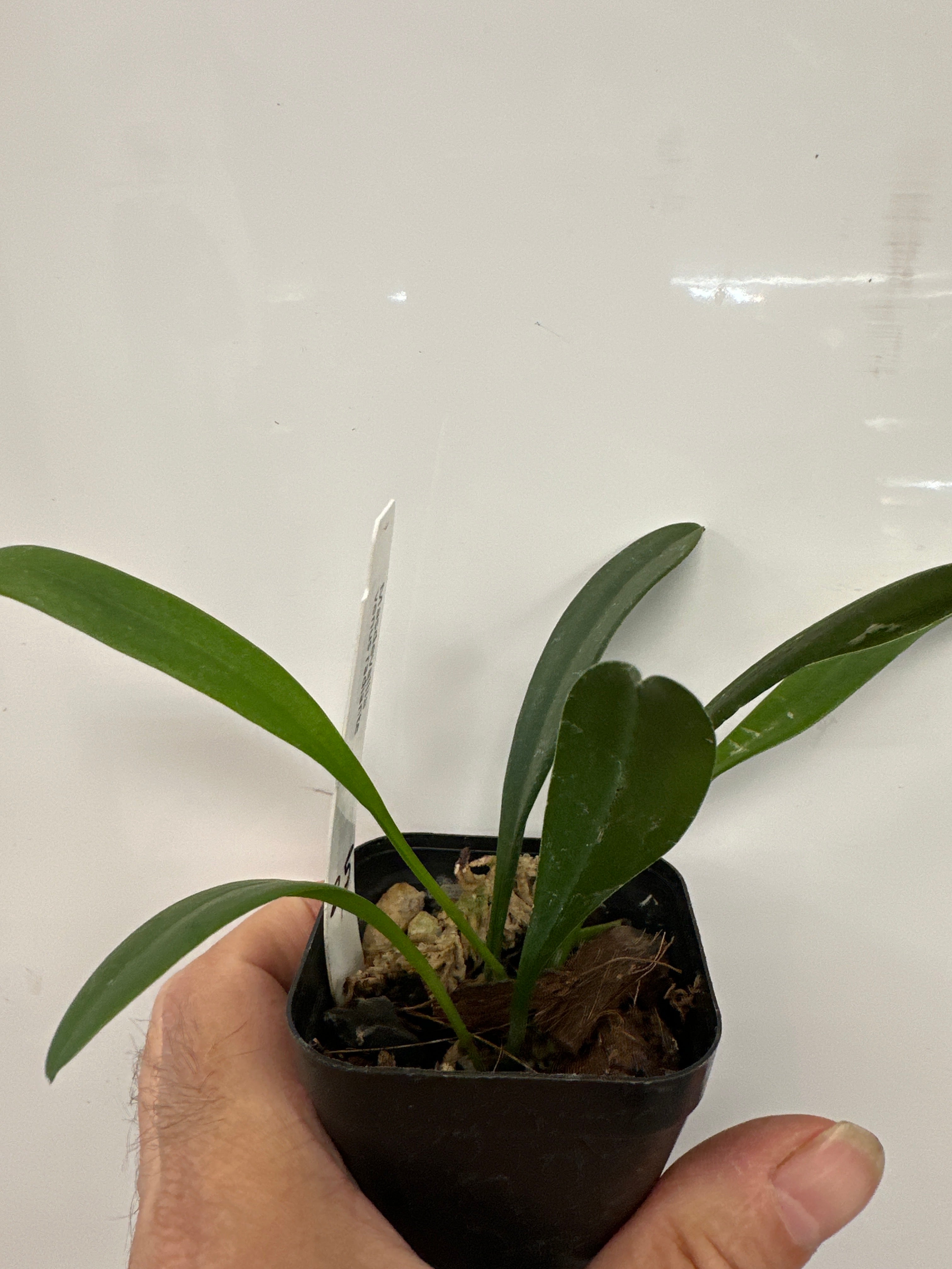 Masdevallia Venus « Radiante »