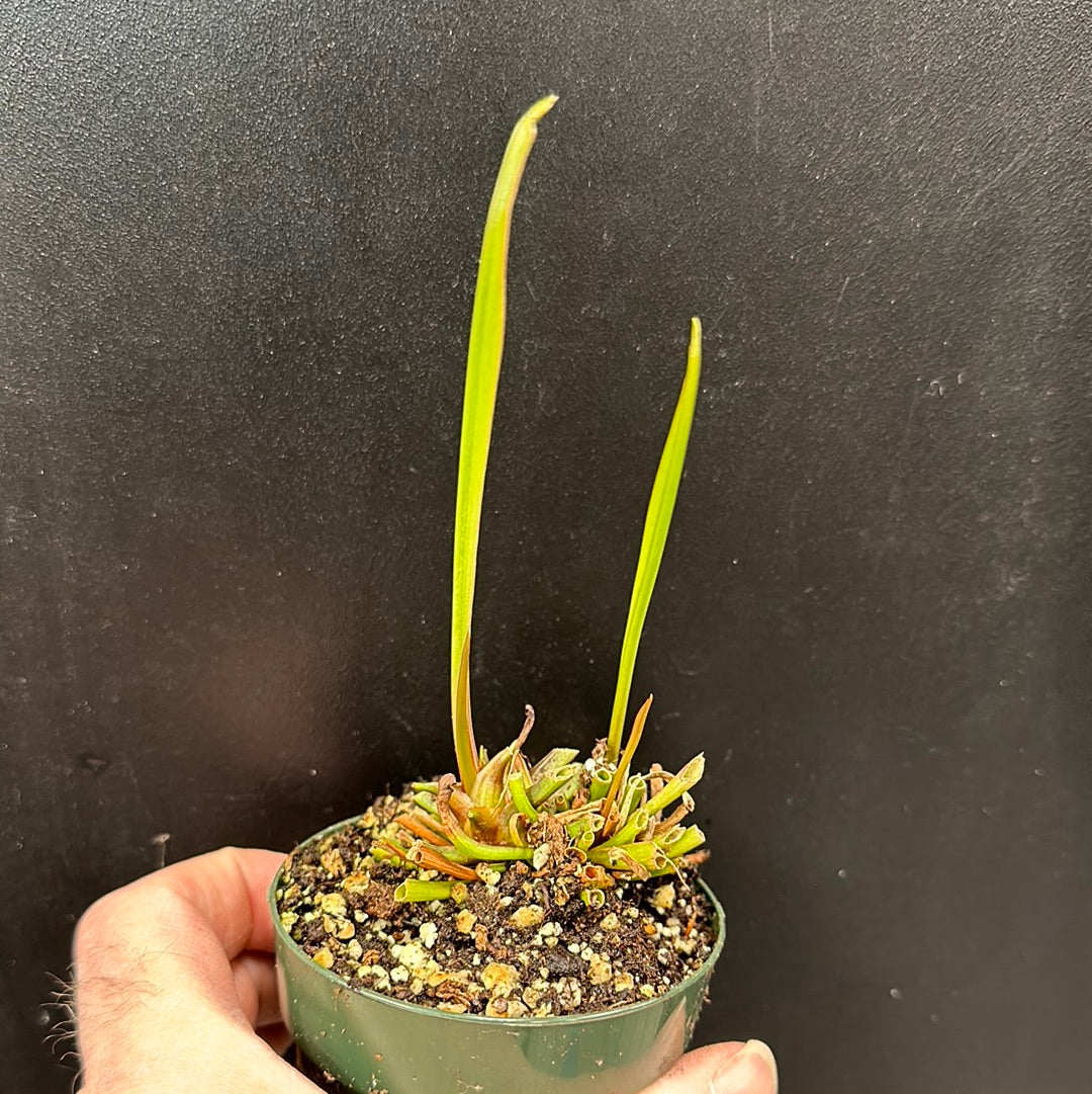 Sarracenia x Farnhamii