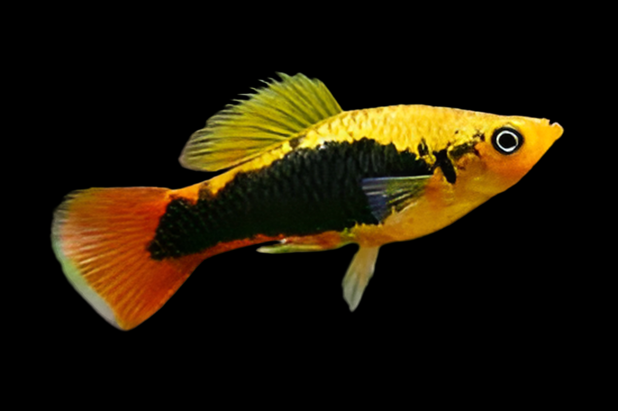 Hawaiian Variatus Platy