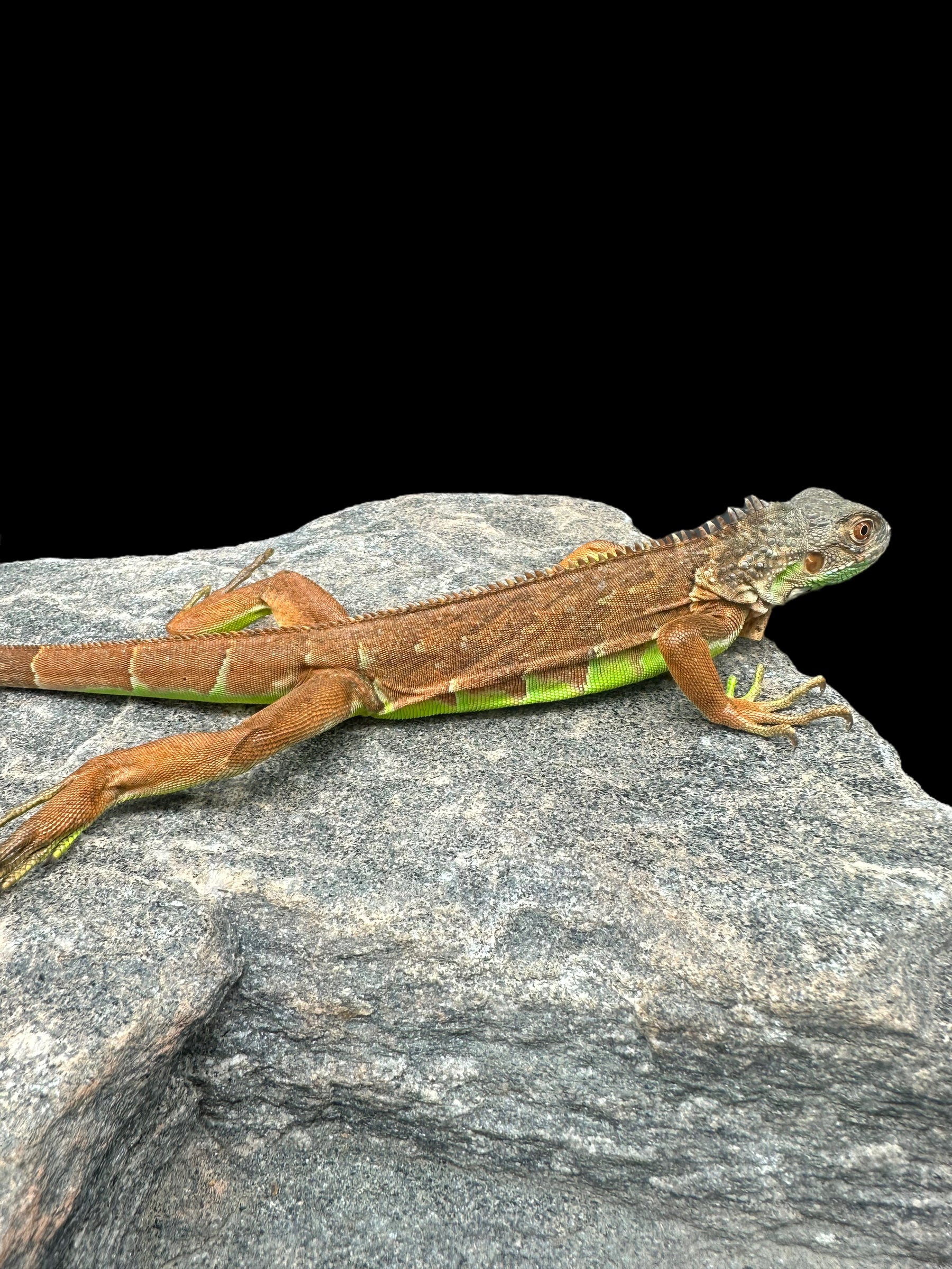 Reptile - Livestock/All Lizards/Iguanas