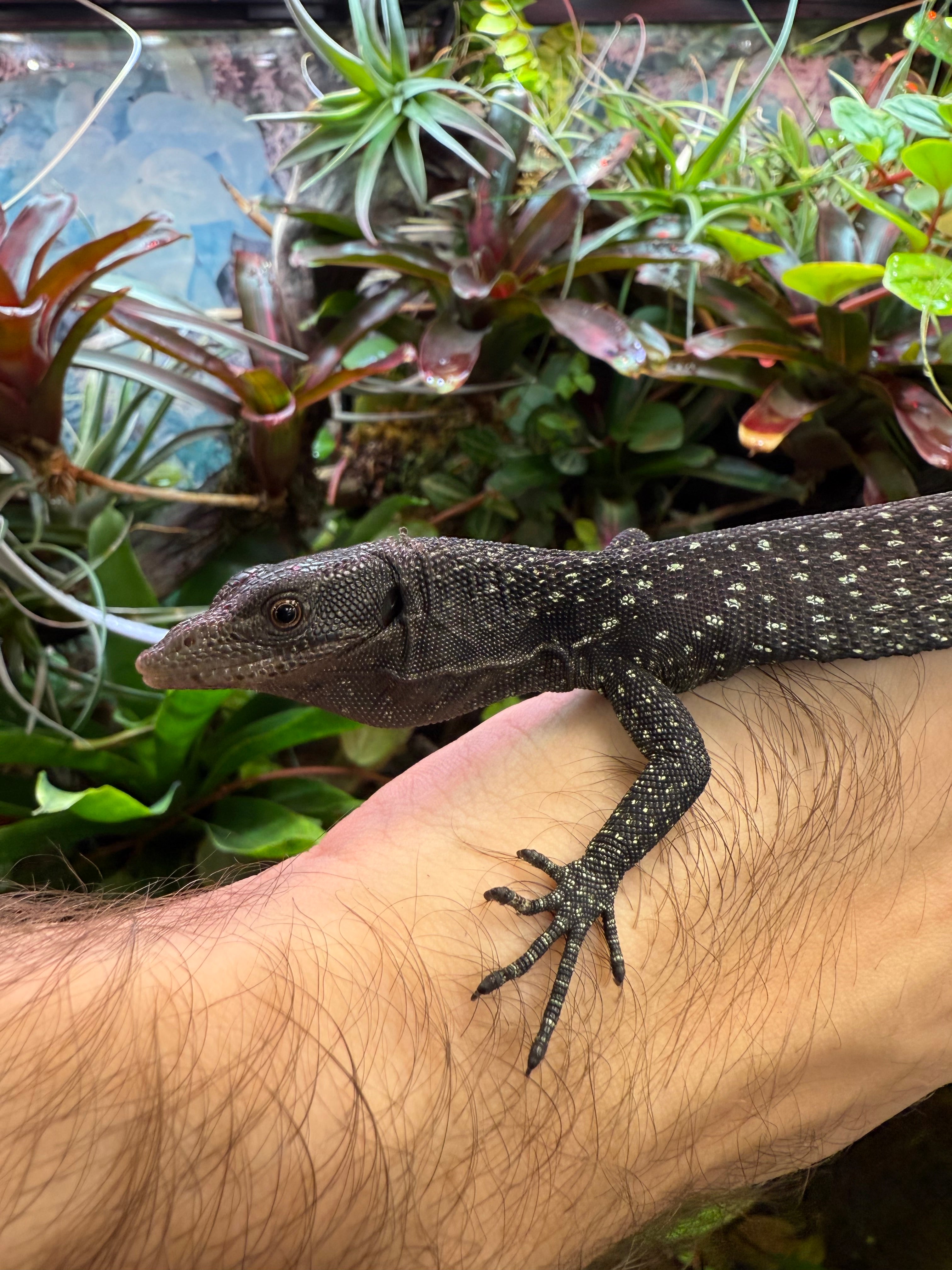 Varan noir (Varanus beccarii)