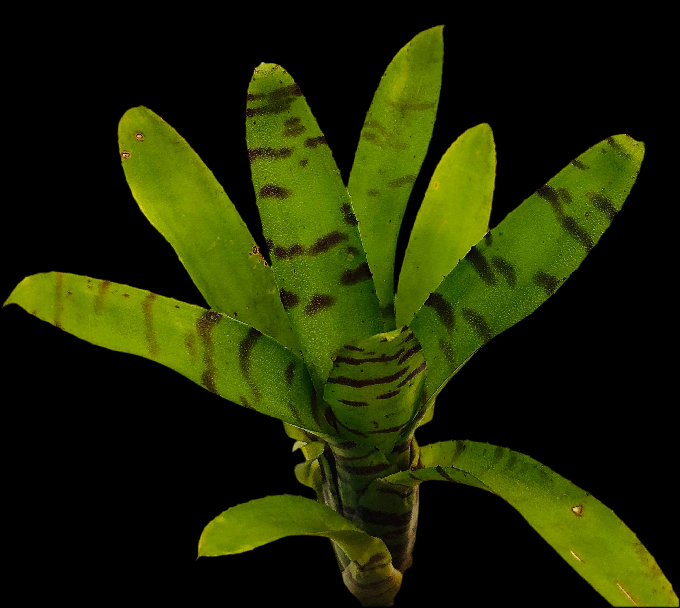 Neoregelia Ignatz