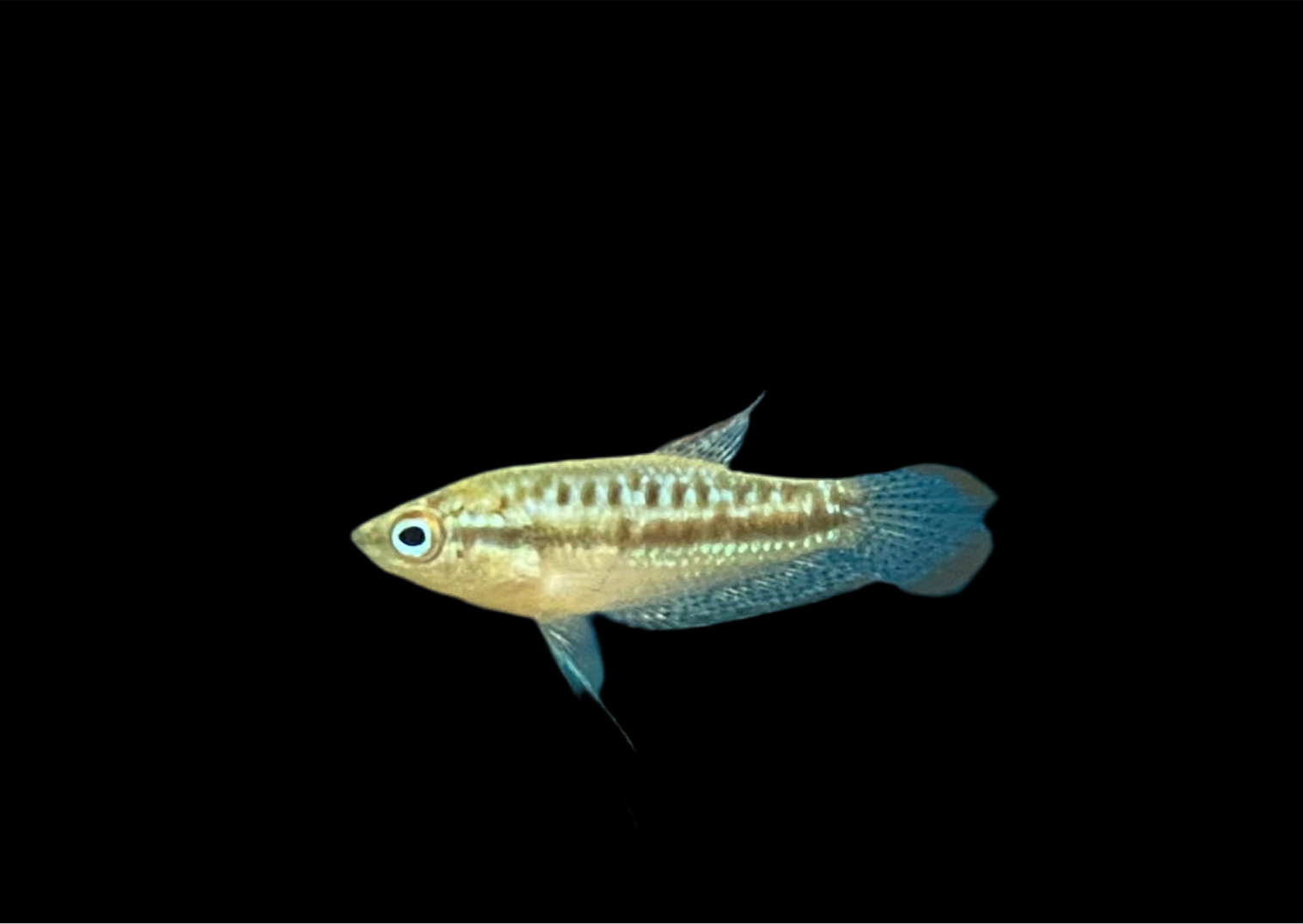 Pygmy Gourami