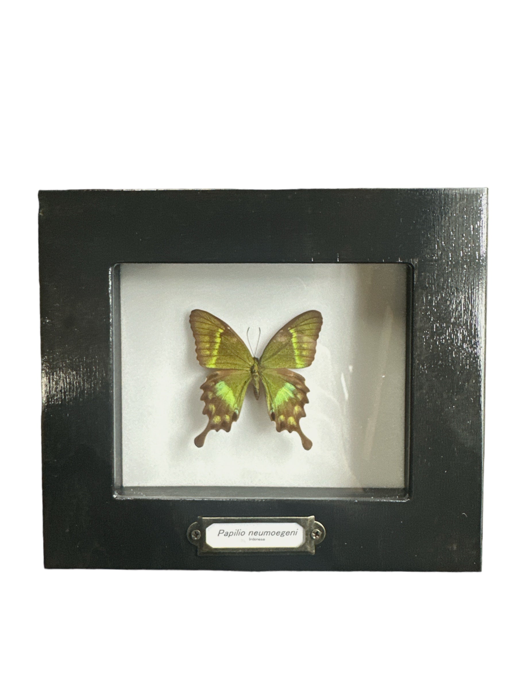 Green Swallowtail Butterfly (Papilio neumogeni) - 4x5" Frame