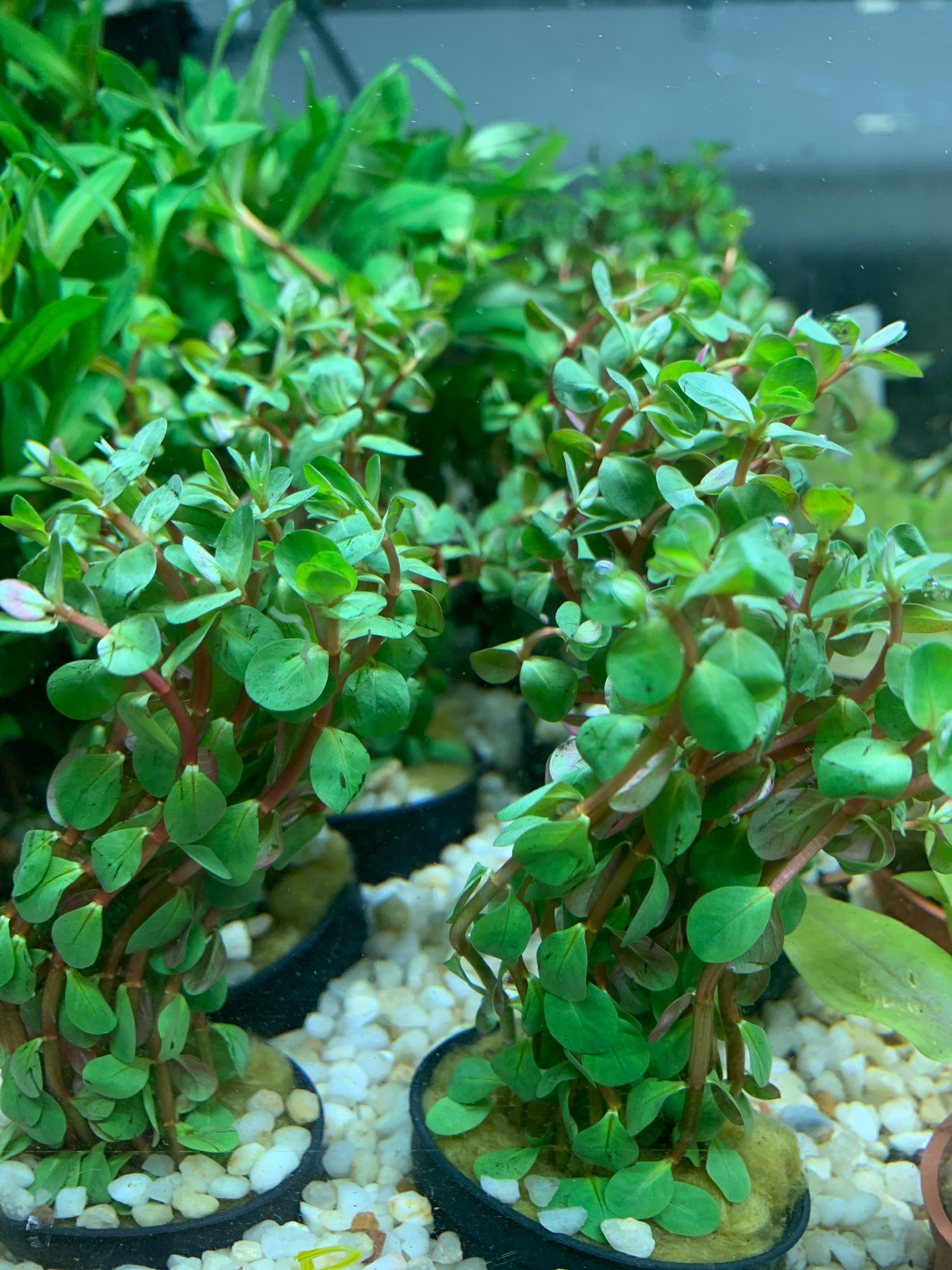 Rotala rotundifolia wayanad