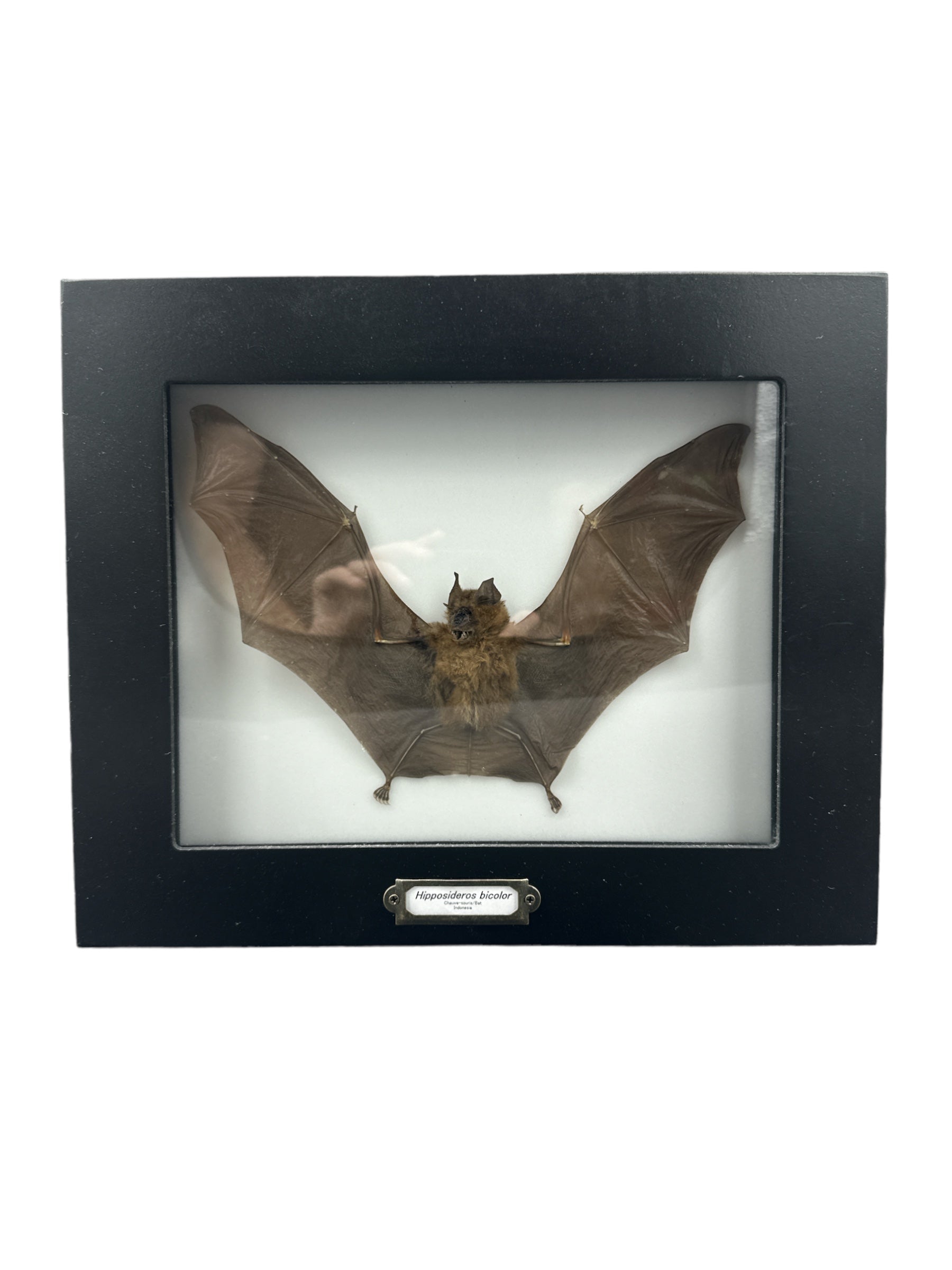 Bicolored Roundleaf Bat (Hipposideros bicolor) - 7x9" Frame