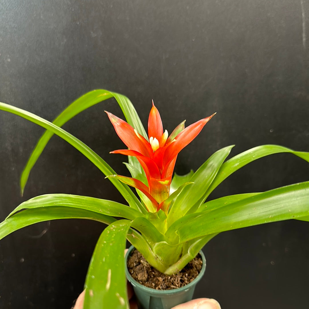 Assorted Guzmania
