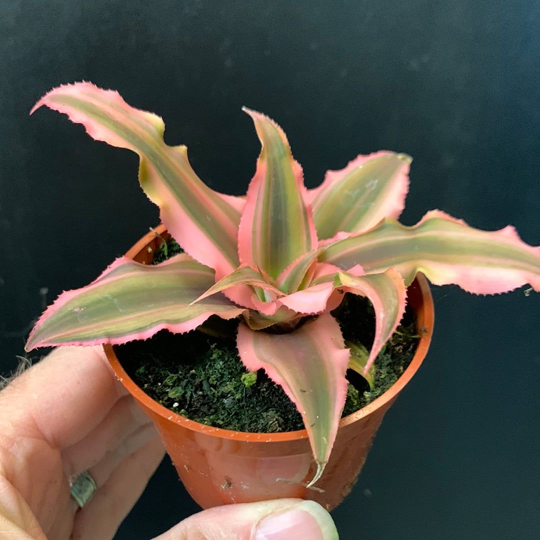 Cryptanthus Assorted