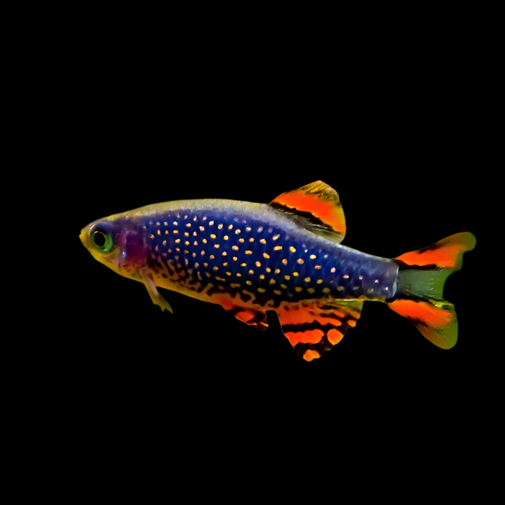 Celestial Pearl Danio