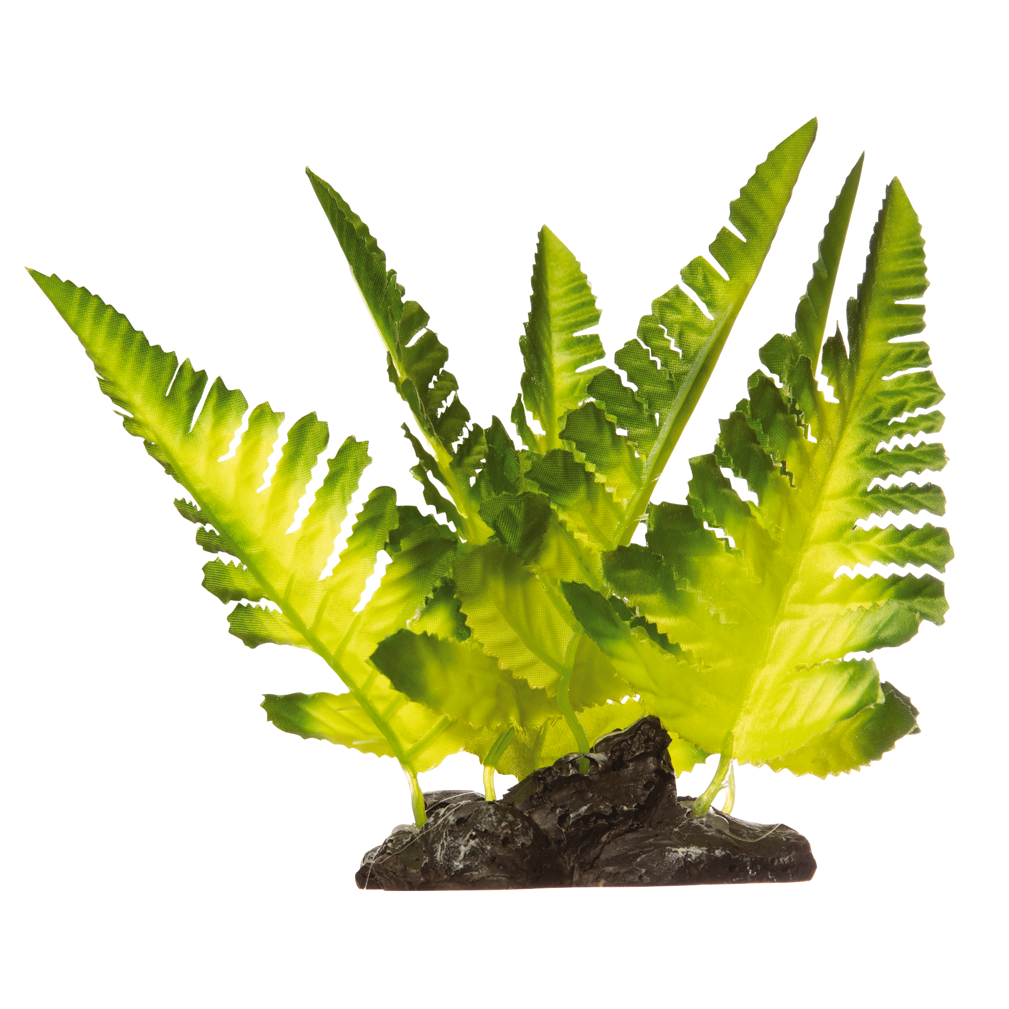 Glofish Yellow Fern
