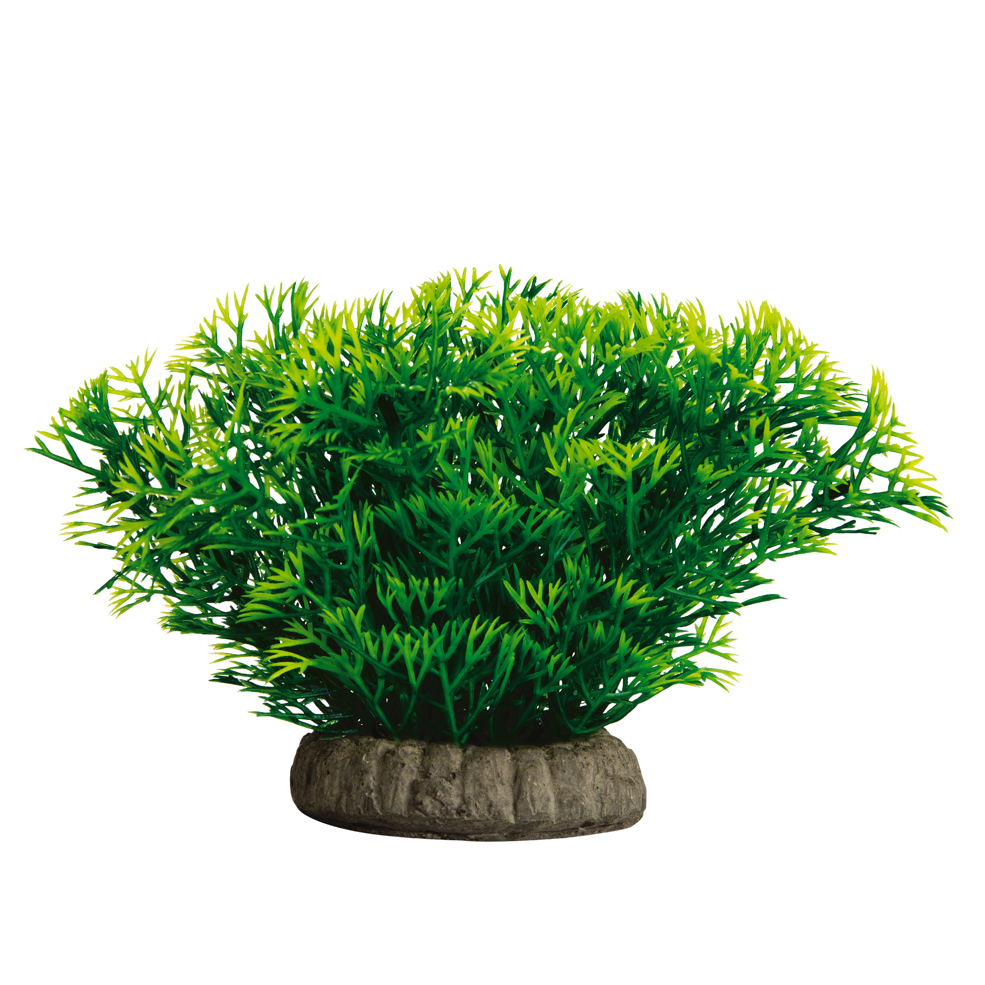 Glofish Java Moss