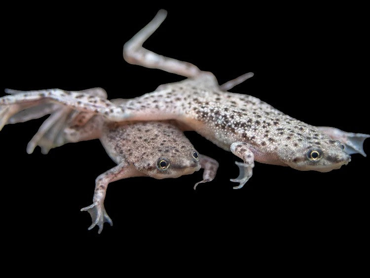 African Dwarf Frog