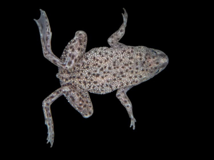 African Dwarf Frog