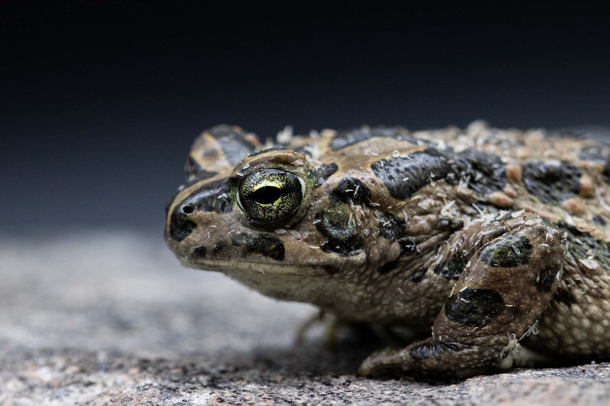 North African Green Toad