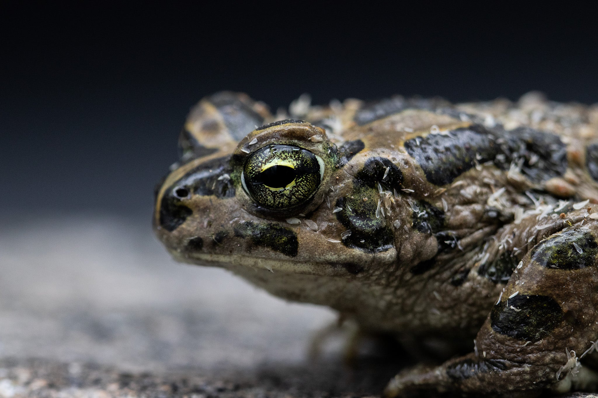 North African Green Toad