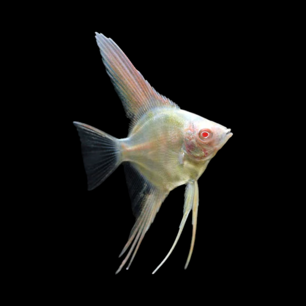 Albino Marble Angelfish