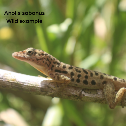 Saba Anole CBB