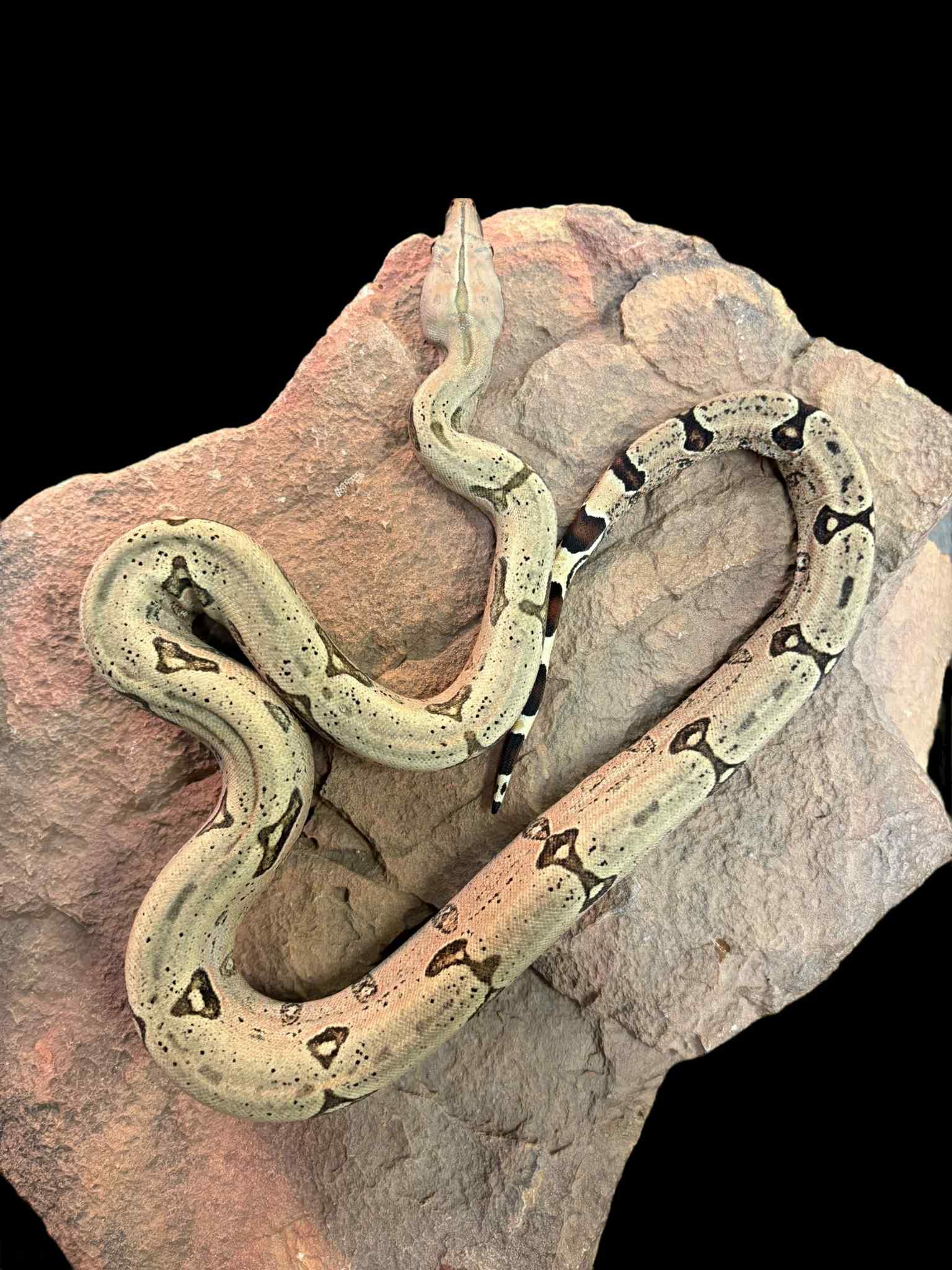 Bolivian Boa (Classic/Patternless)