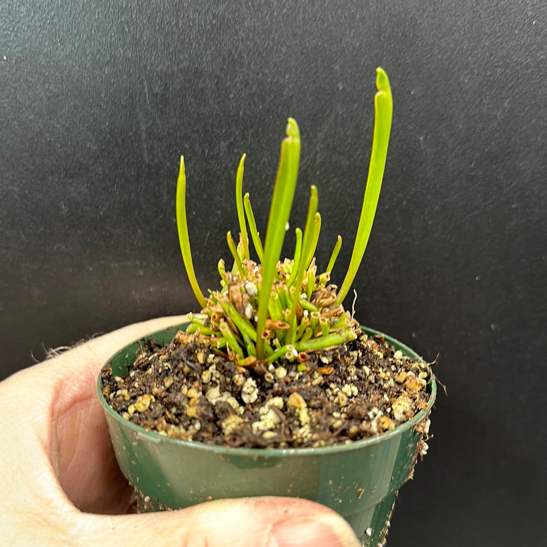 Sarracenia Maroon