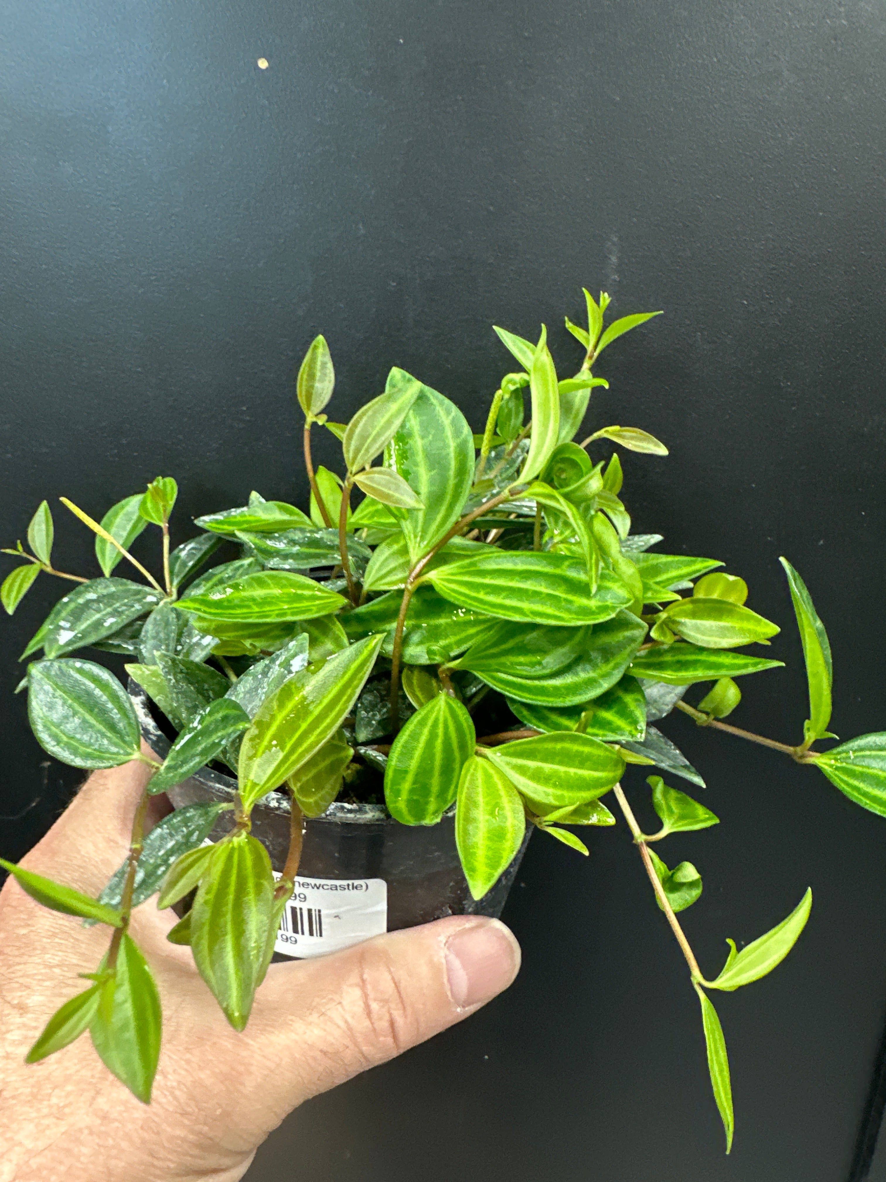 Peperomia Diamond