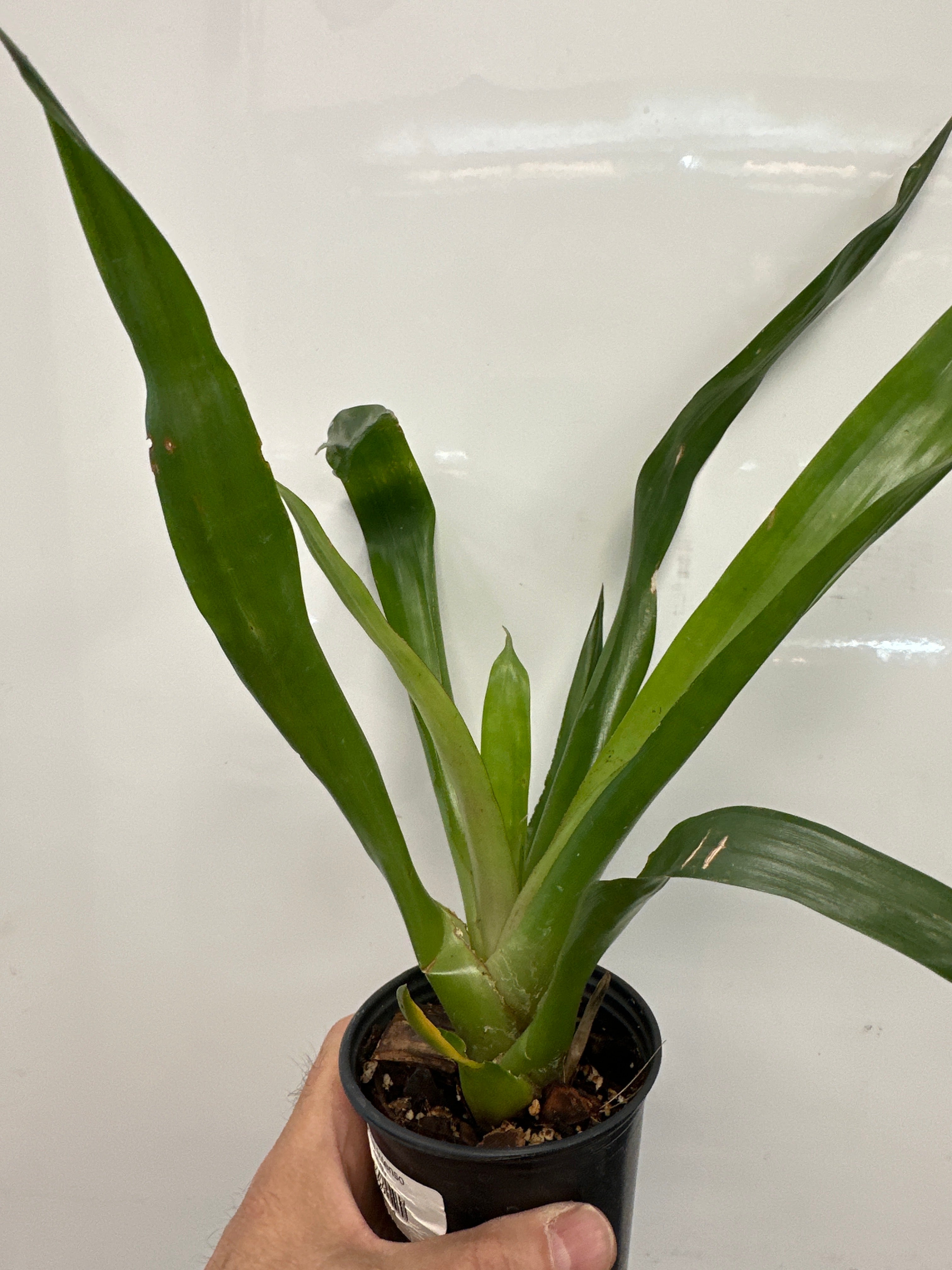Vriesea Intenso
