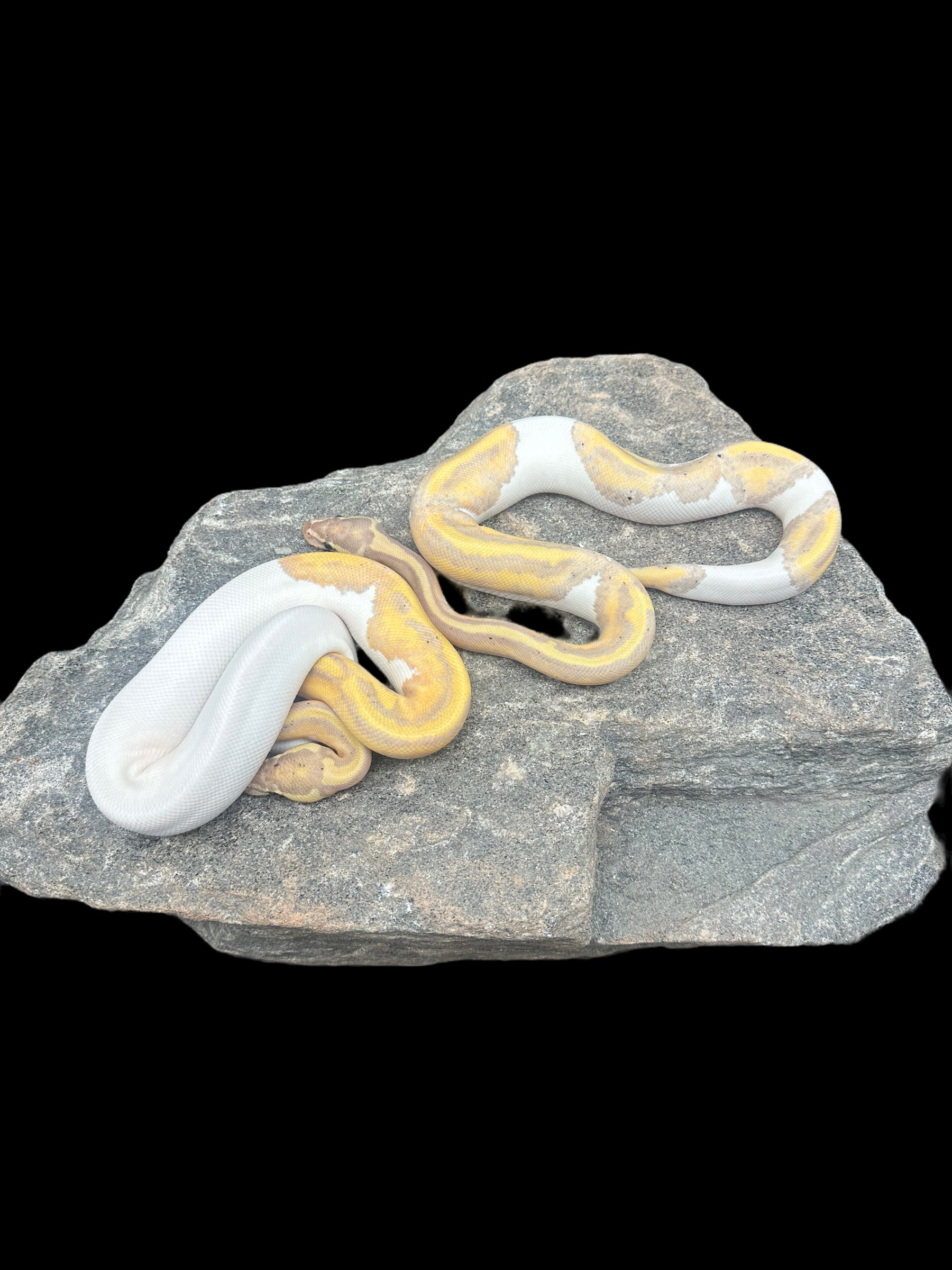 Ball Python (Banana Pied)