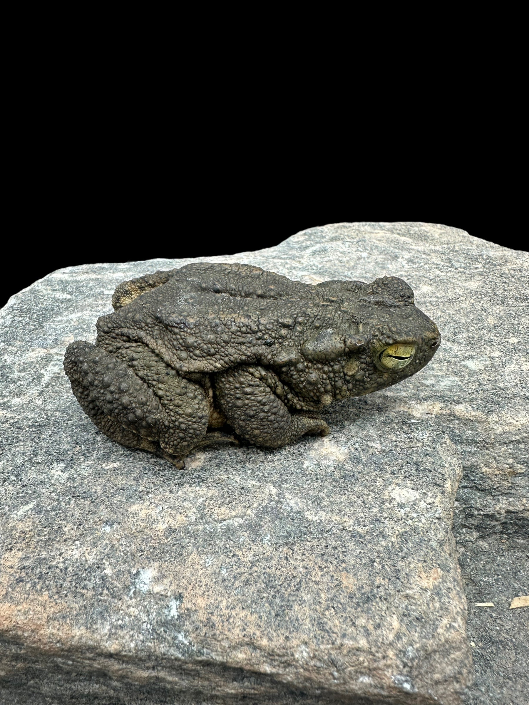 Giant Asian River Toad