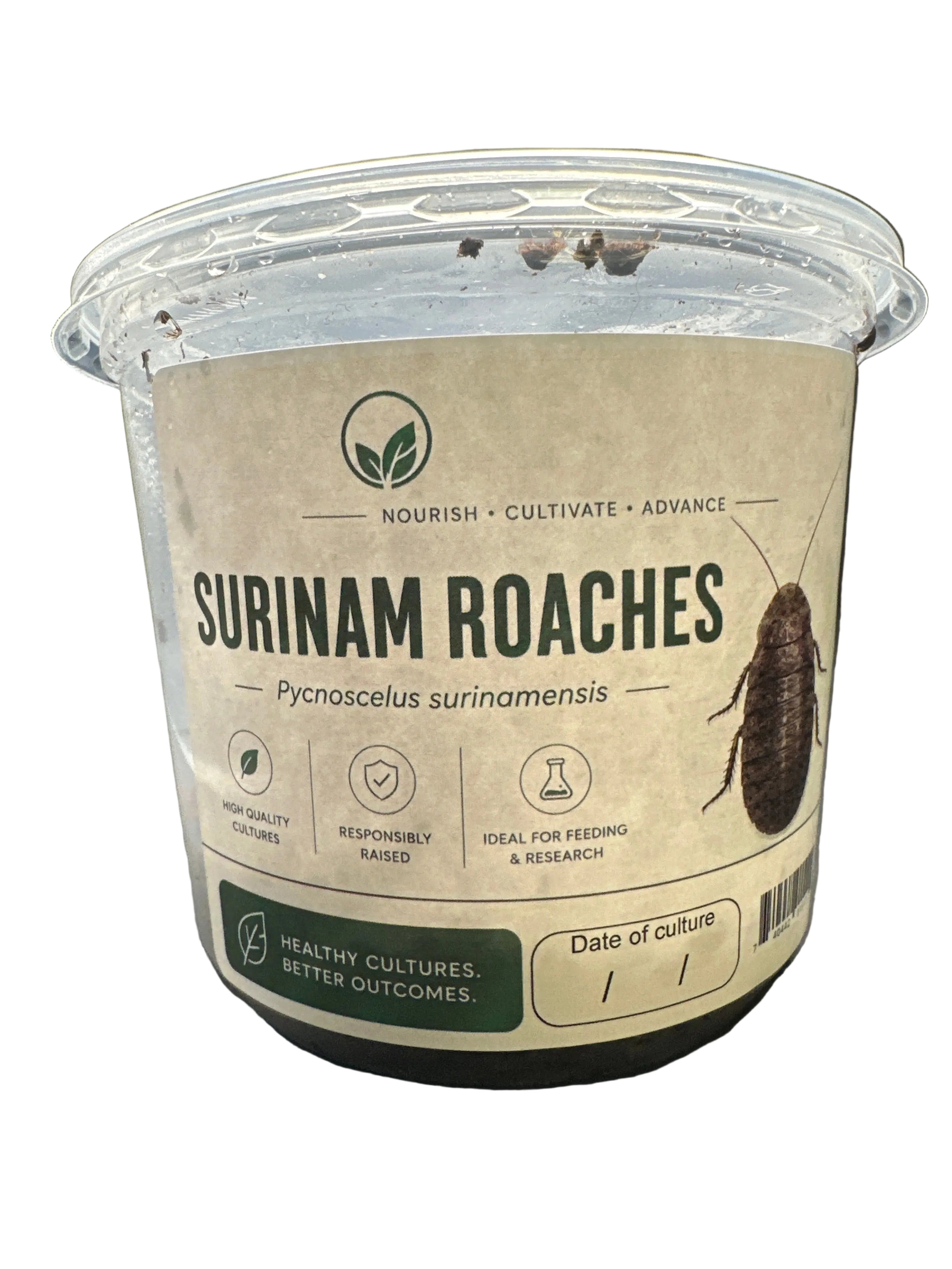 Surinam Roach