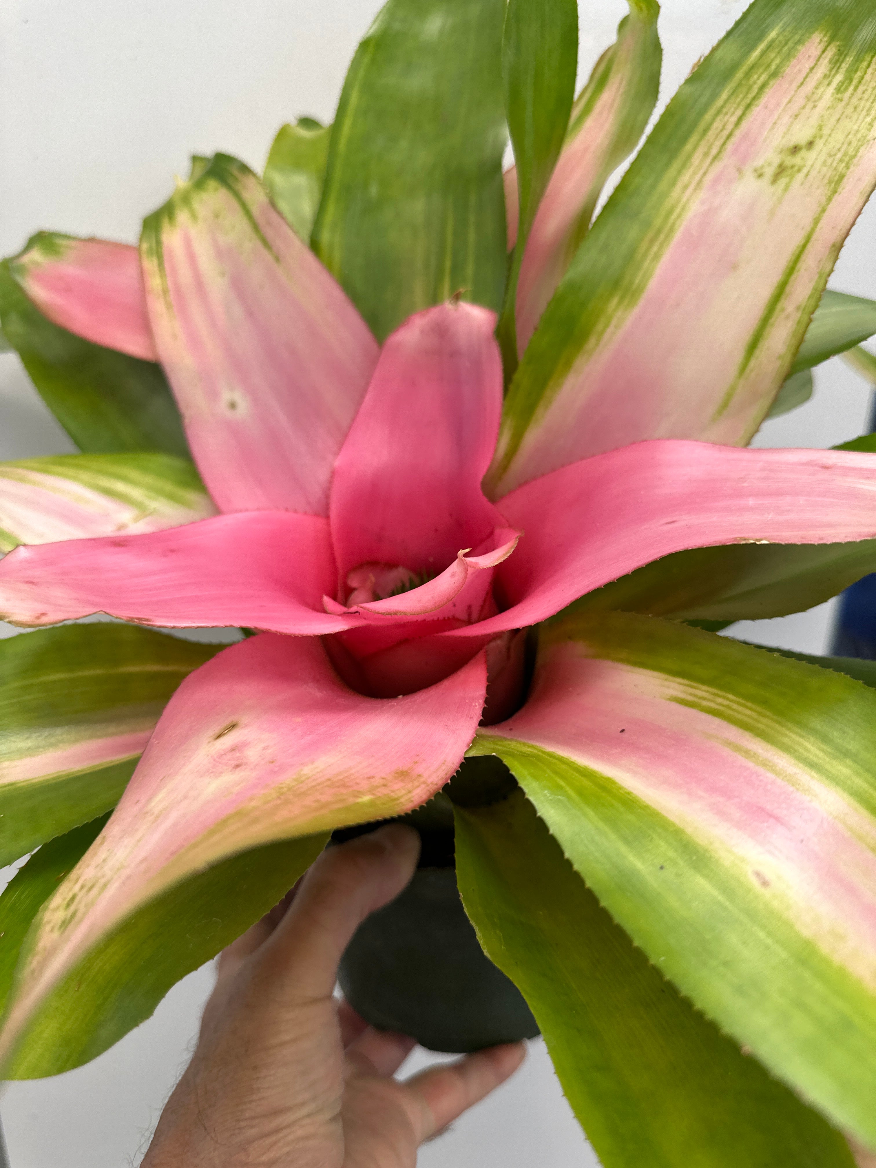 Neoregelia 'Dreamsicle'