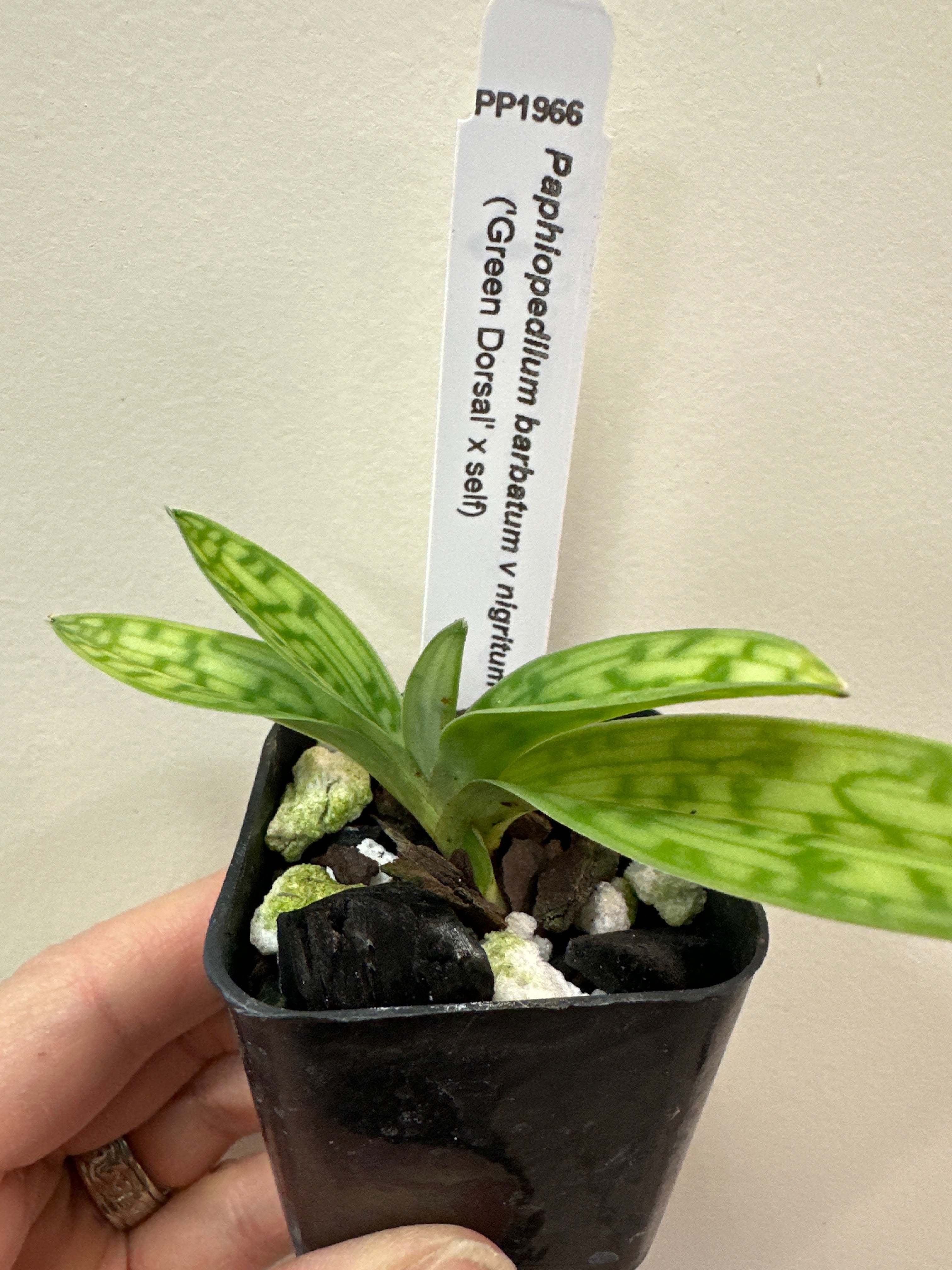 Paphiopedilum barbatum var. nigritum