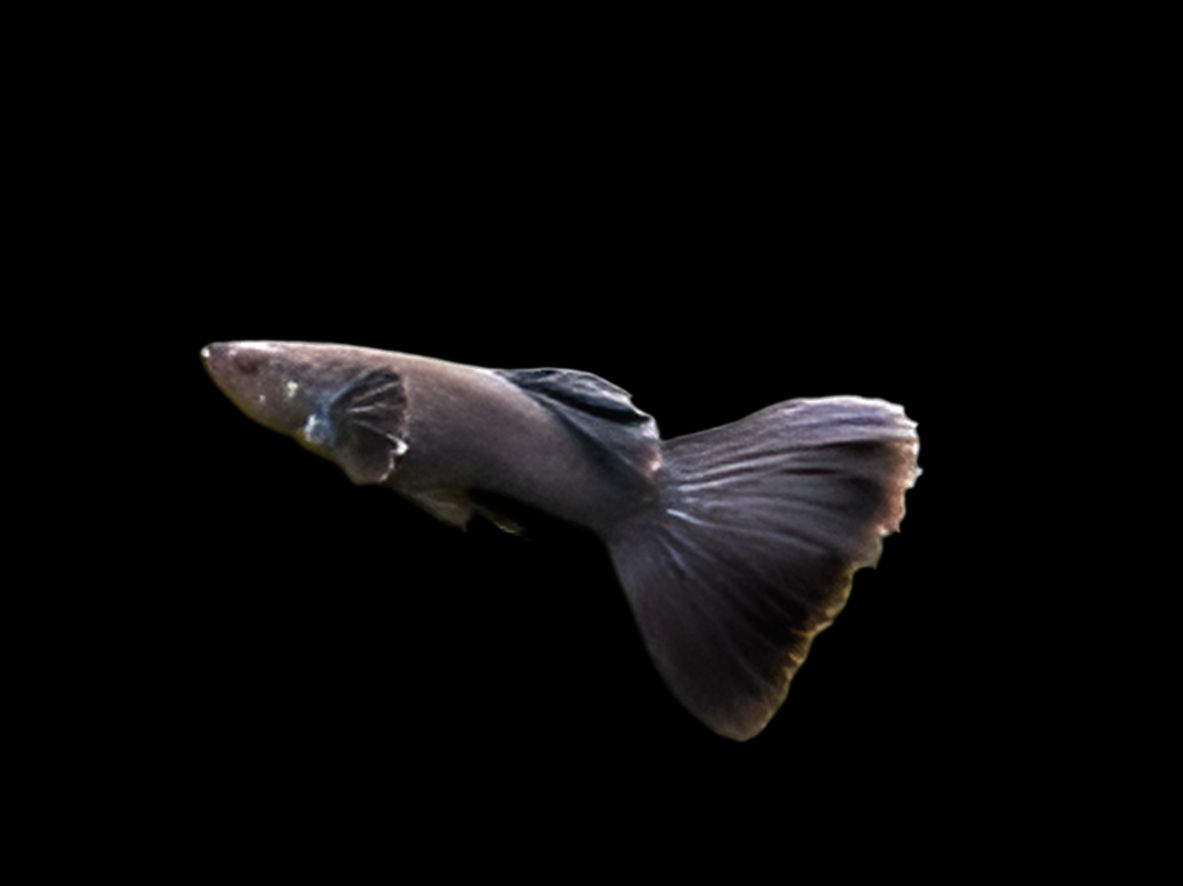 Full Black Guppy (Males only)