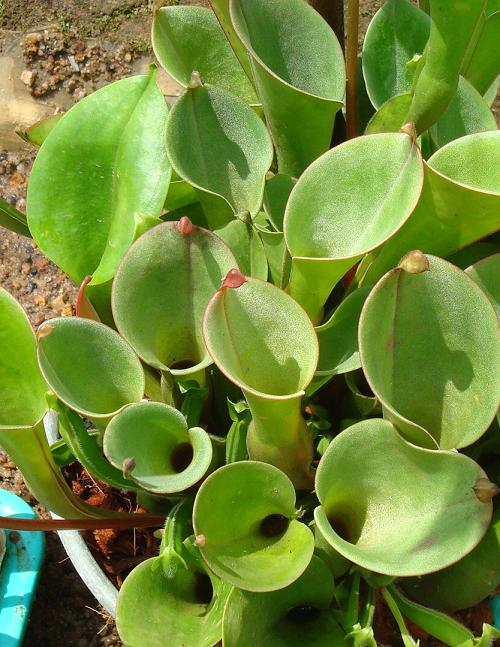 Heliamphora nutans