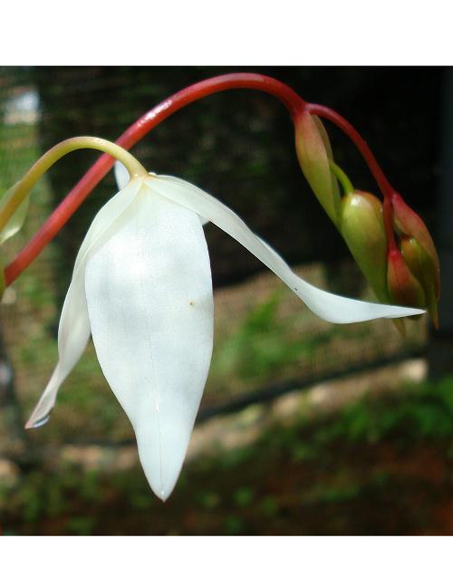 Heliamphora nutans