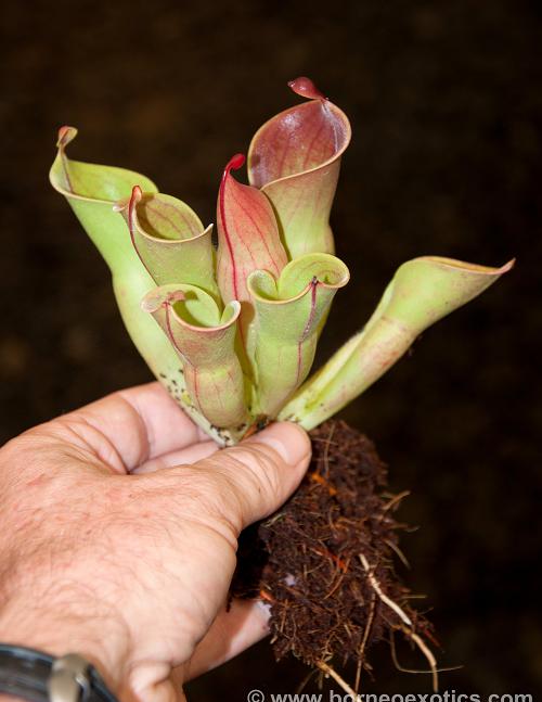 Heliamphora minor