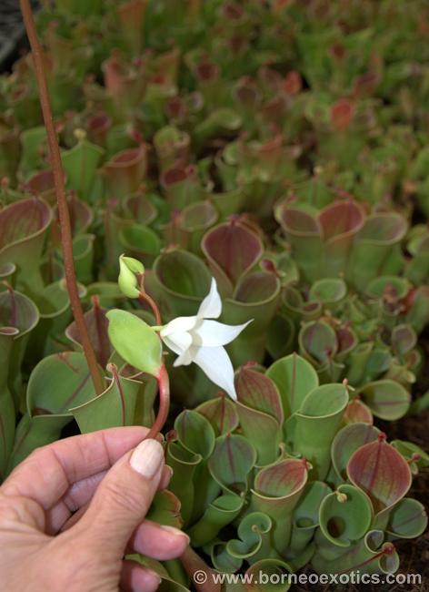 Heliamphora minor